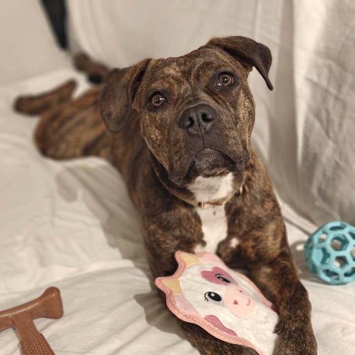 Peanut (20260223-01) — thumbnail 5