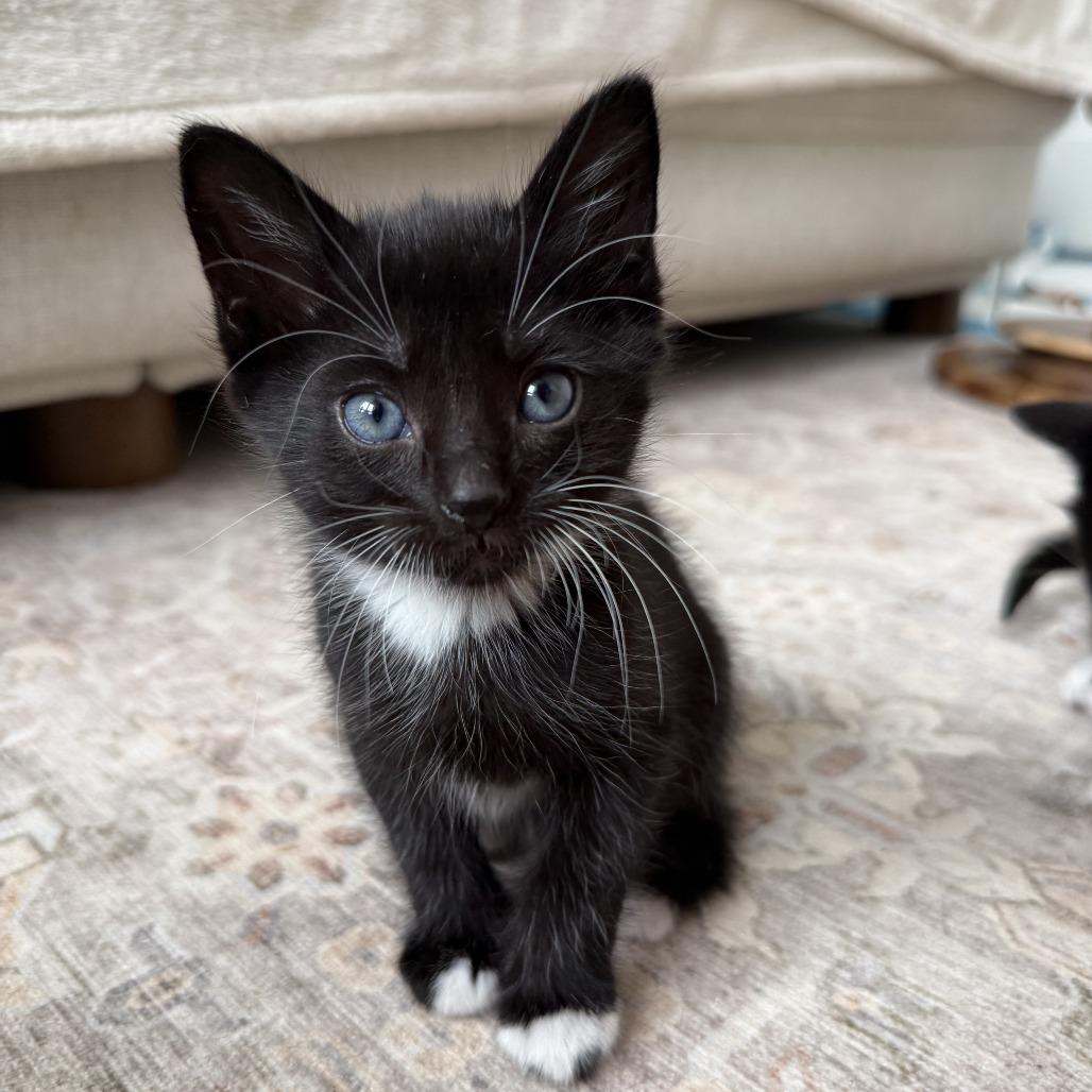 26-15 Sneezy, Adoptable, Kitten Female Domestic Short Hair.