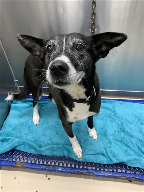 LIL BIT, Adoptable, Senior Female Husky.