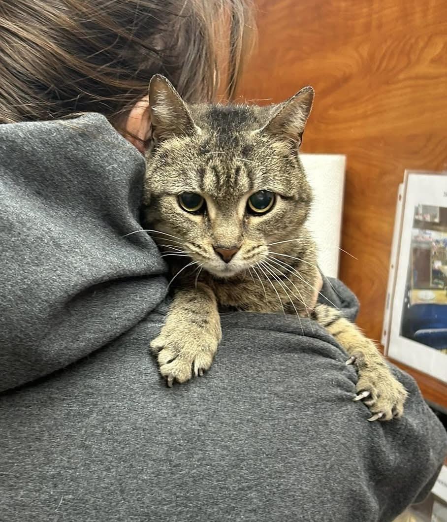 Chirp, Adoptable, Adult Female Domestic Short Hair.