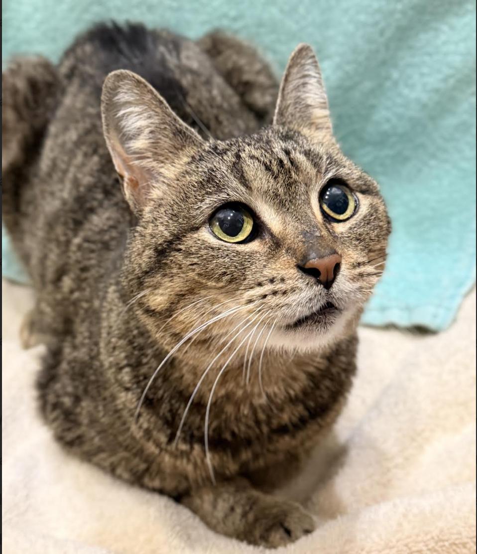 Chirp, a Adoptable Domestic Short Hair in Greenburgh, NY image 2/6