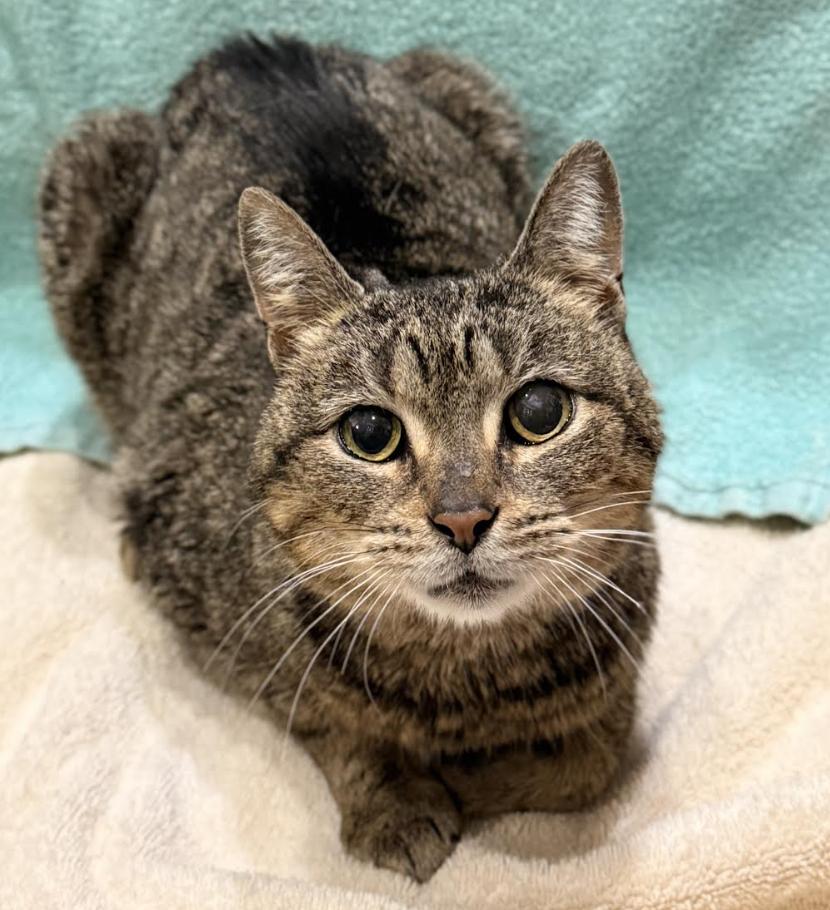 Chirp, a Adoptable Domestic Short Hair in Greenburgh, NY image 4/6