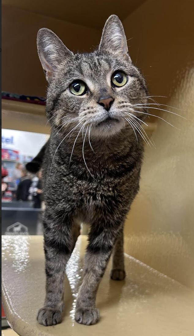 Chirp, a Adoptable Domestic Short Hair in Greenburgh, NY image 6/6