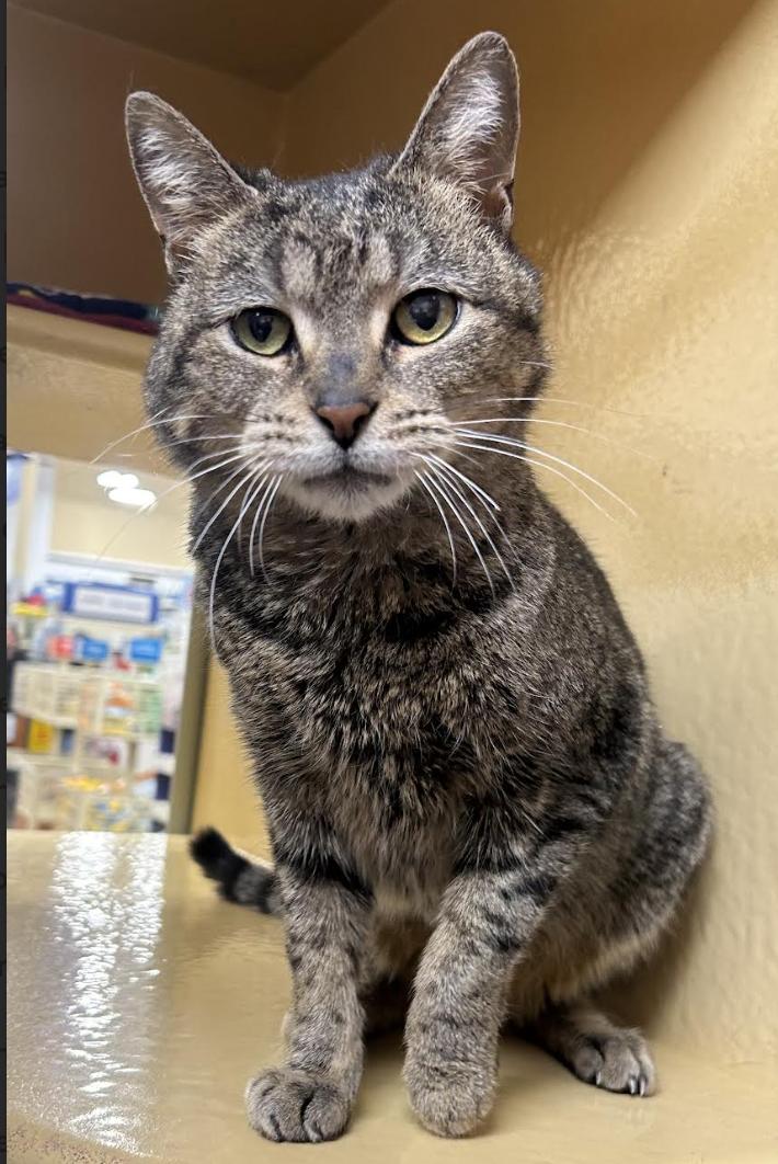 Chirp, a Adoptable Domestic Short Hair in Greenburgh, NY image 1/6