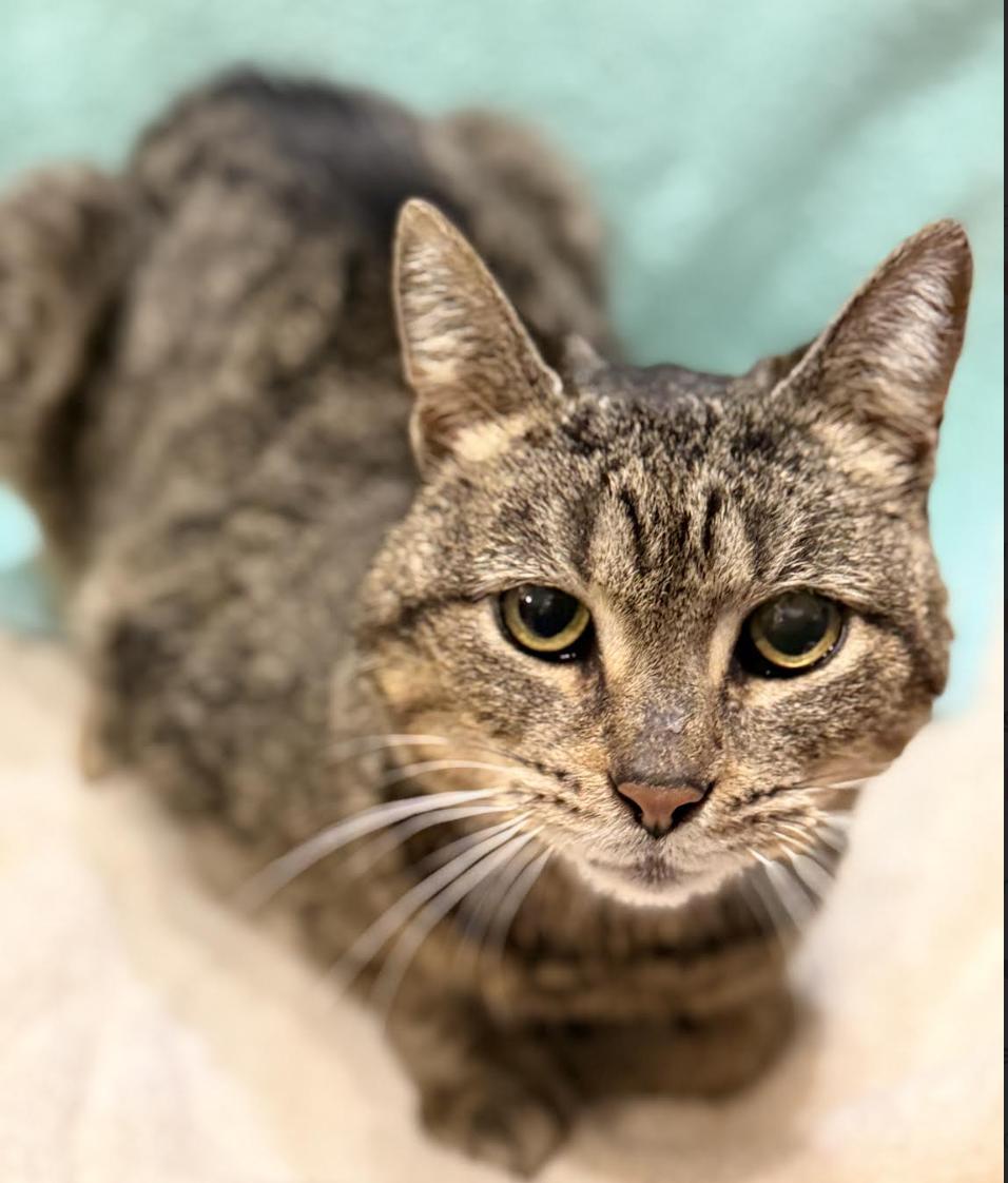 Chirp, a Adoptable Domestic Short Hair in Greenburgh, NY image 3/6