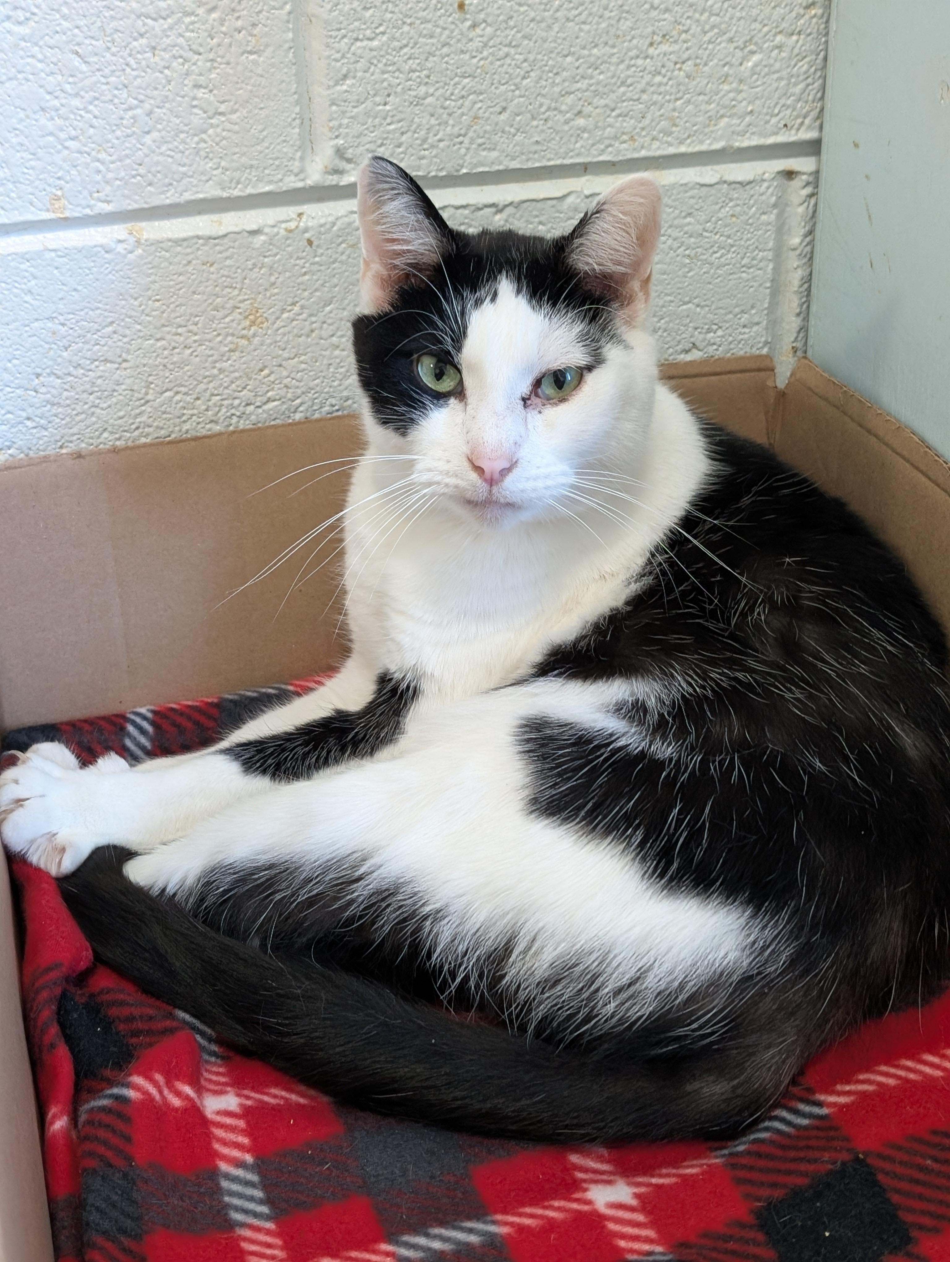 Enlarge Stuart, a Adoptable Domestic Short Hair in Tilton, IL image 4/4