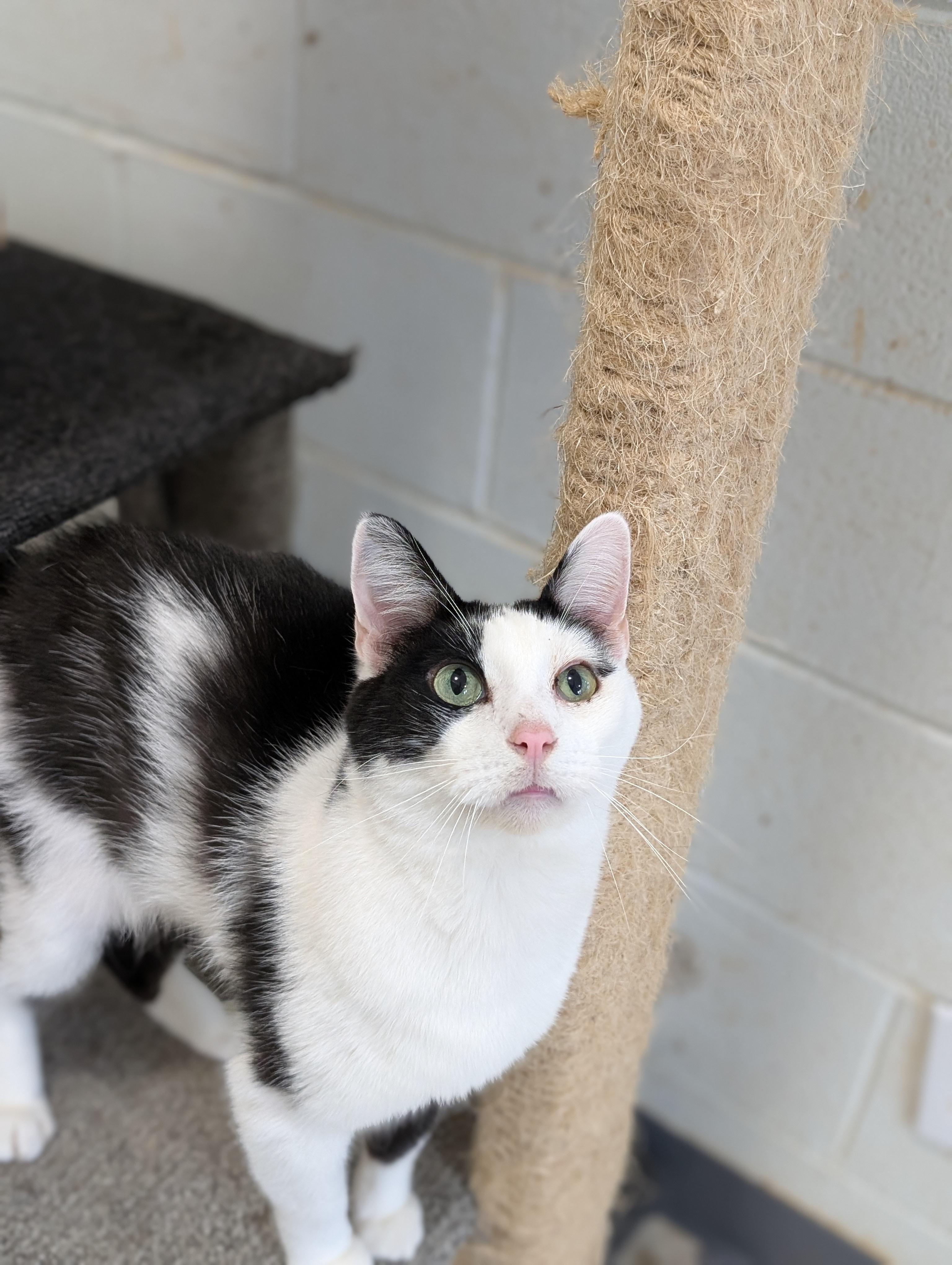Enlarge Stuart, a Adoptable Domestic Short Hair in Tilton, IL image 3/6