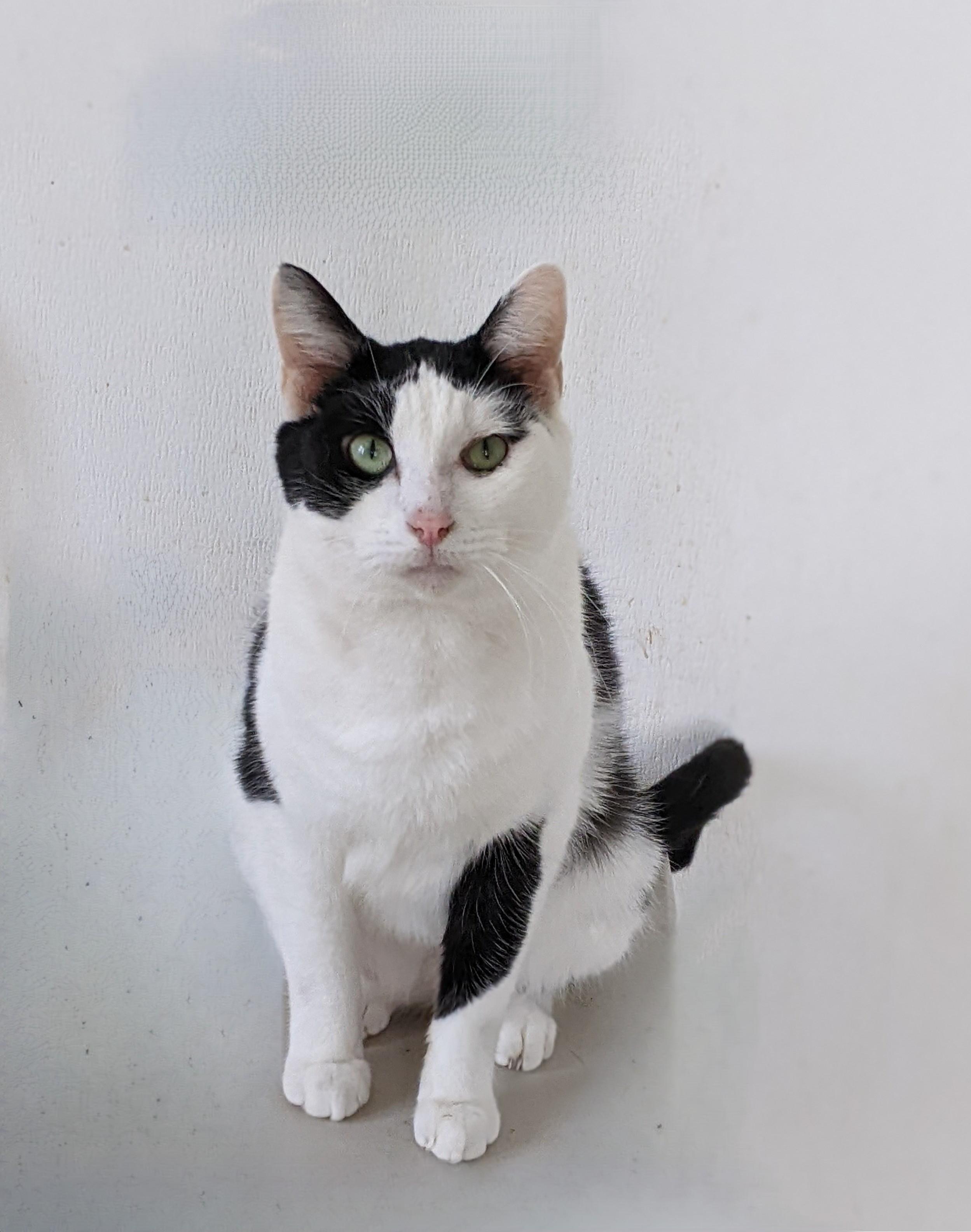 Enlarge Stuart, a Adoptable Domestic Short Hair in Tilton, IL image 2/4