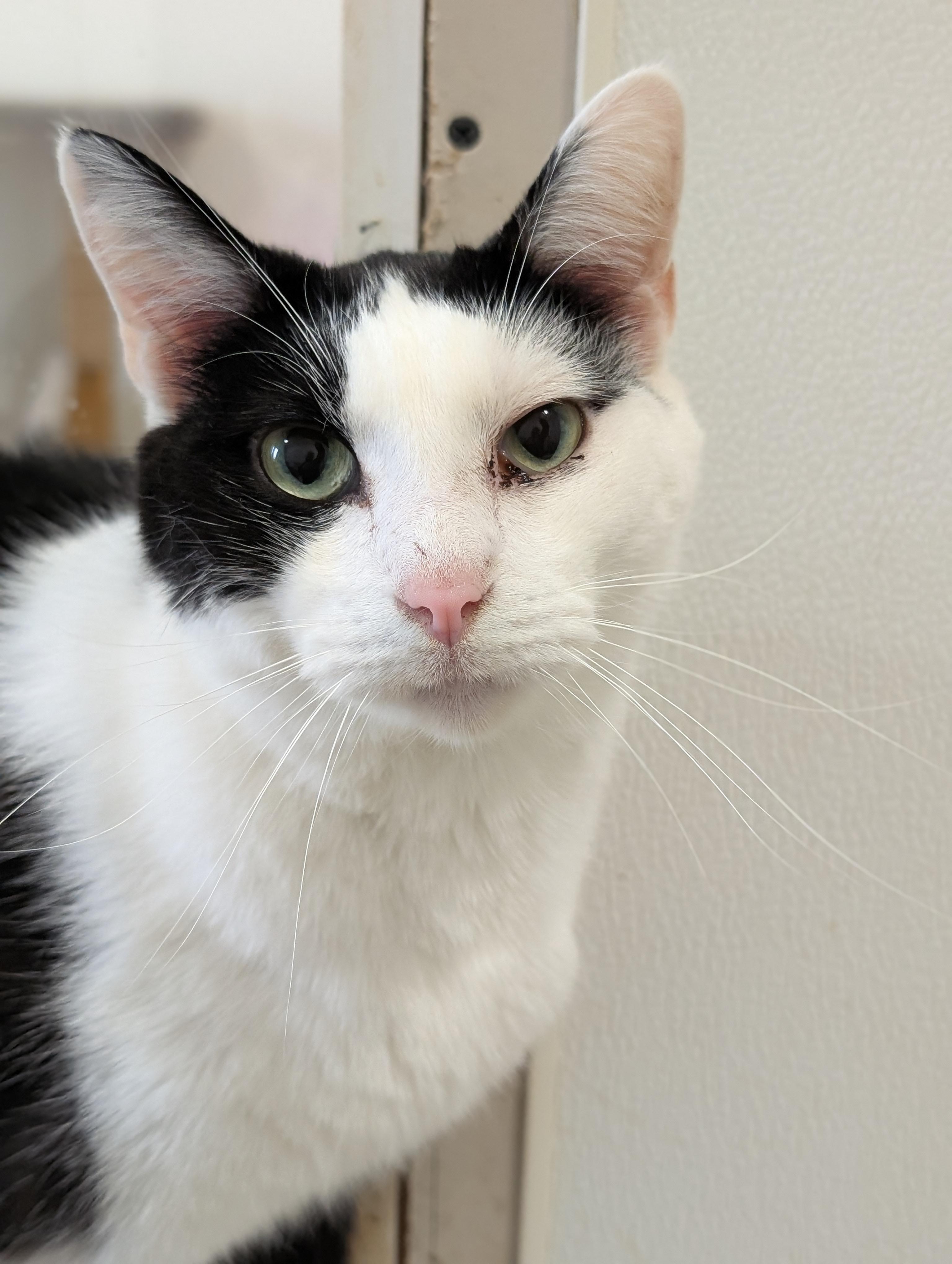 Stuart, Adoptable, Adult Male Domestic Short Hair.