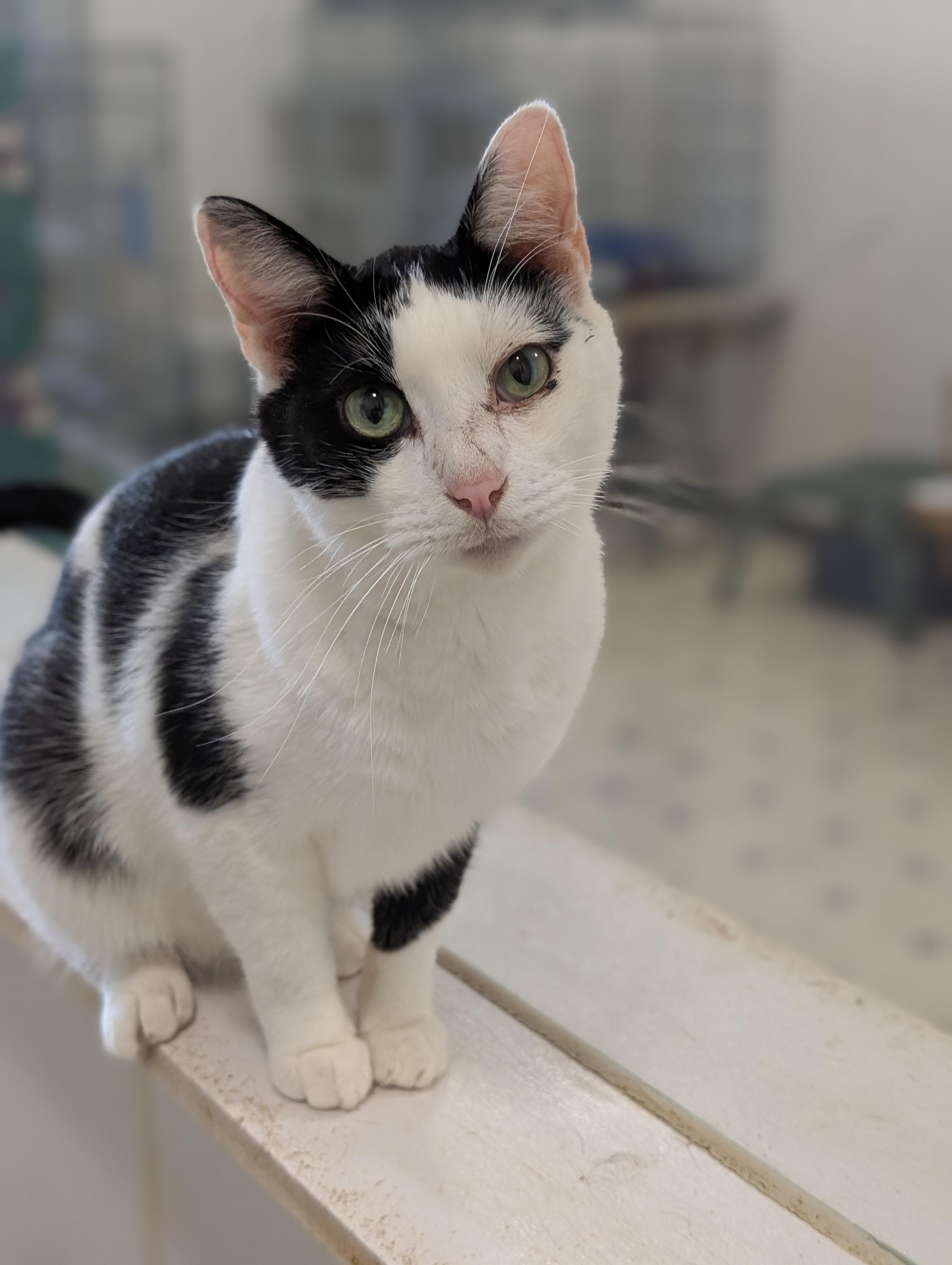 Enlarge Stuart, a Adoptable Domestic Short Hair in Tilton, IL image 3/4