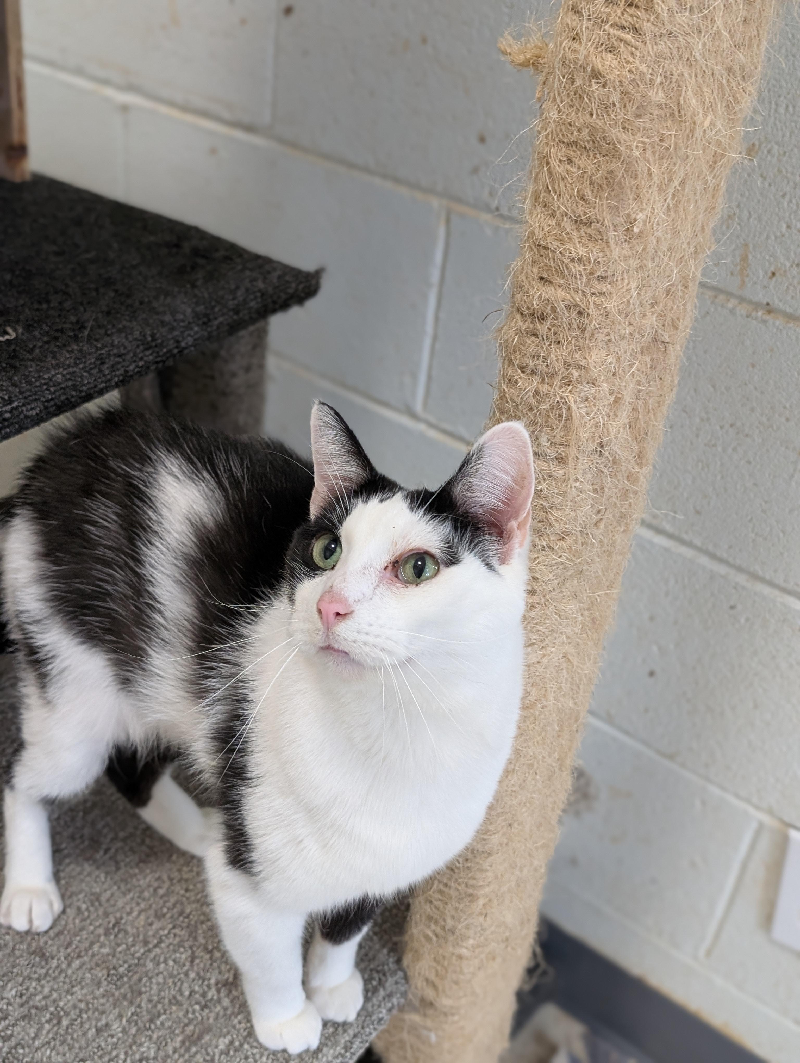 Enlarge Stuart, a Adoptable Domestic Short Hair in Tilton, IL image 2/6