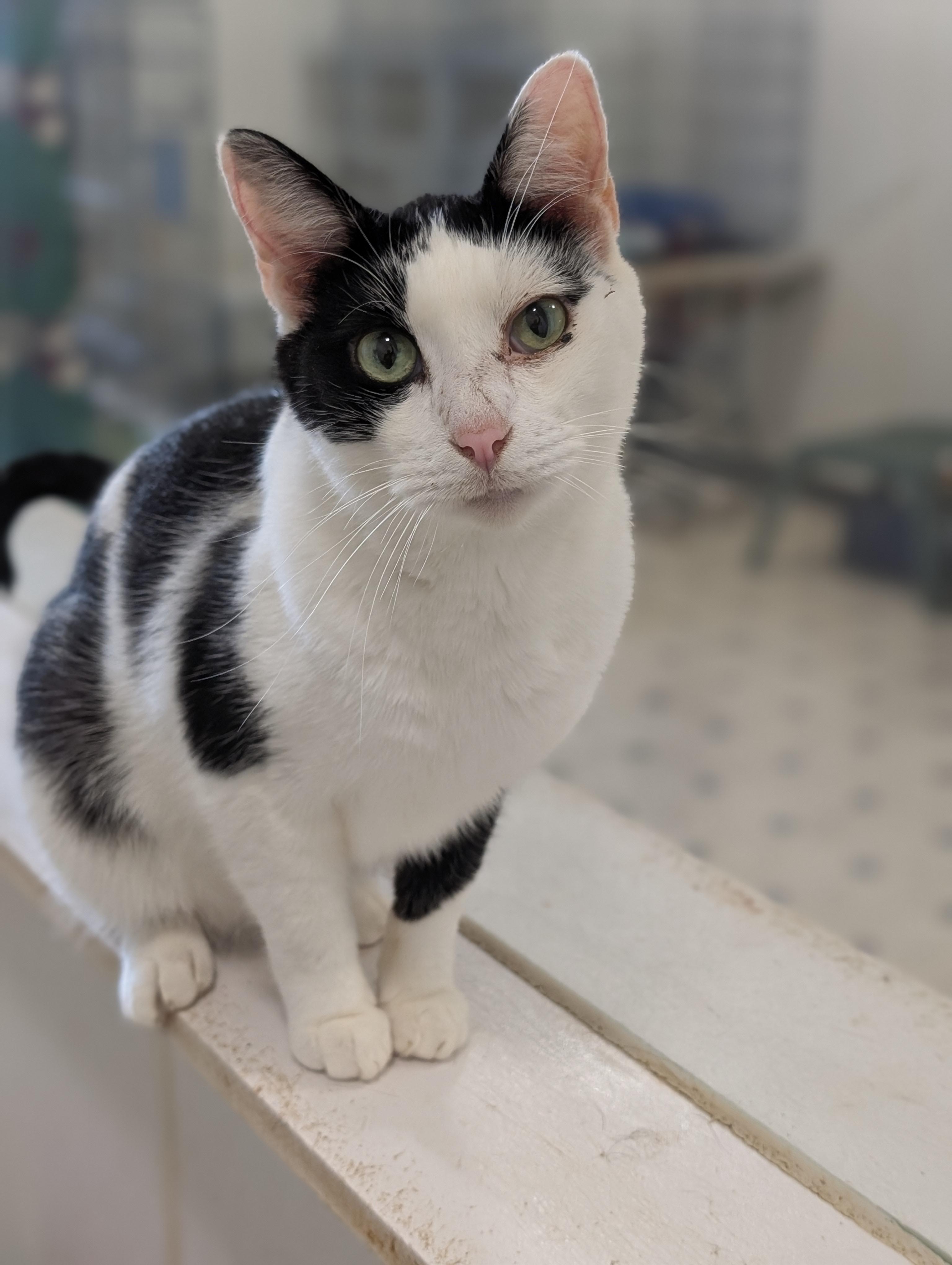 Stuart, Adoptable, Adult Male Domestic Short Hair.