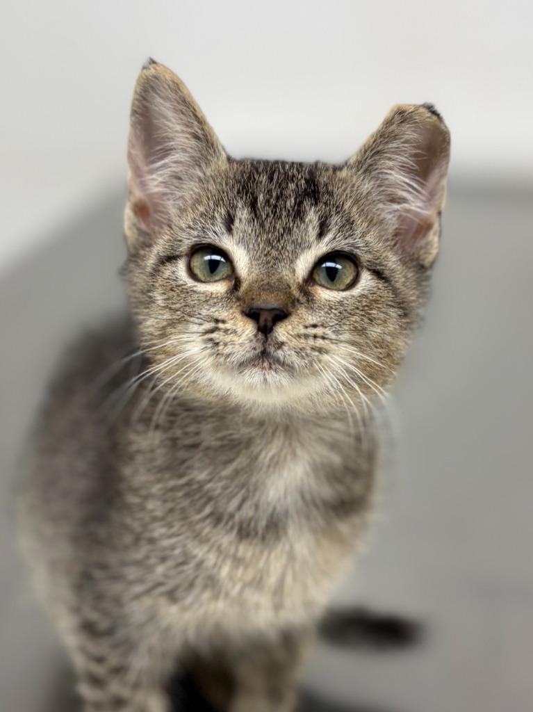 Pumpkin, Adoptable, Kitten Male Domestic Short Hair.