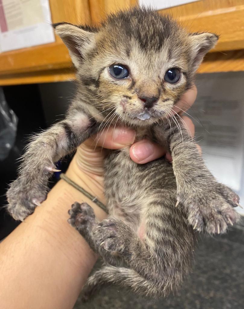 Enlarge Pumpkin, a Adoptable mixed breed in Lockhart, TX image 2/2