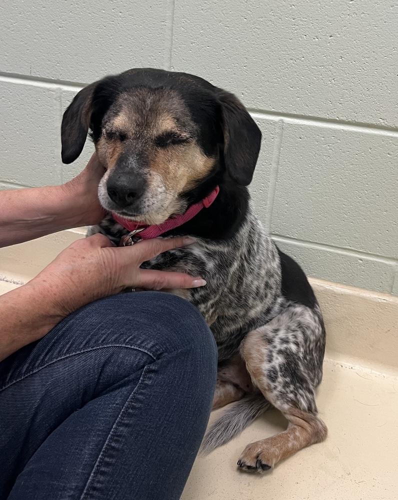 Aibileen (Old Lady), a Adoptable mixed breed in Kalamazoo, MI image 1/4