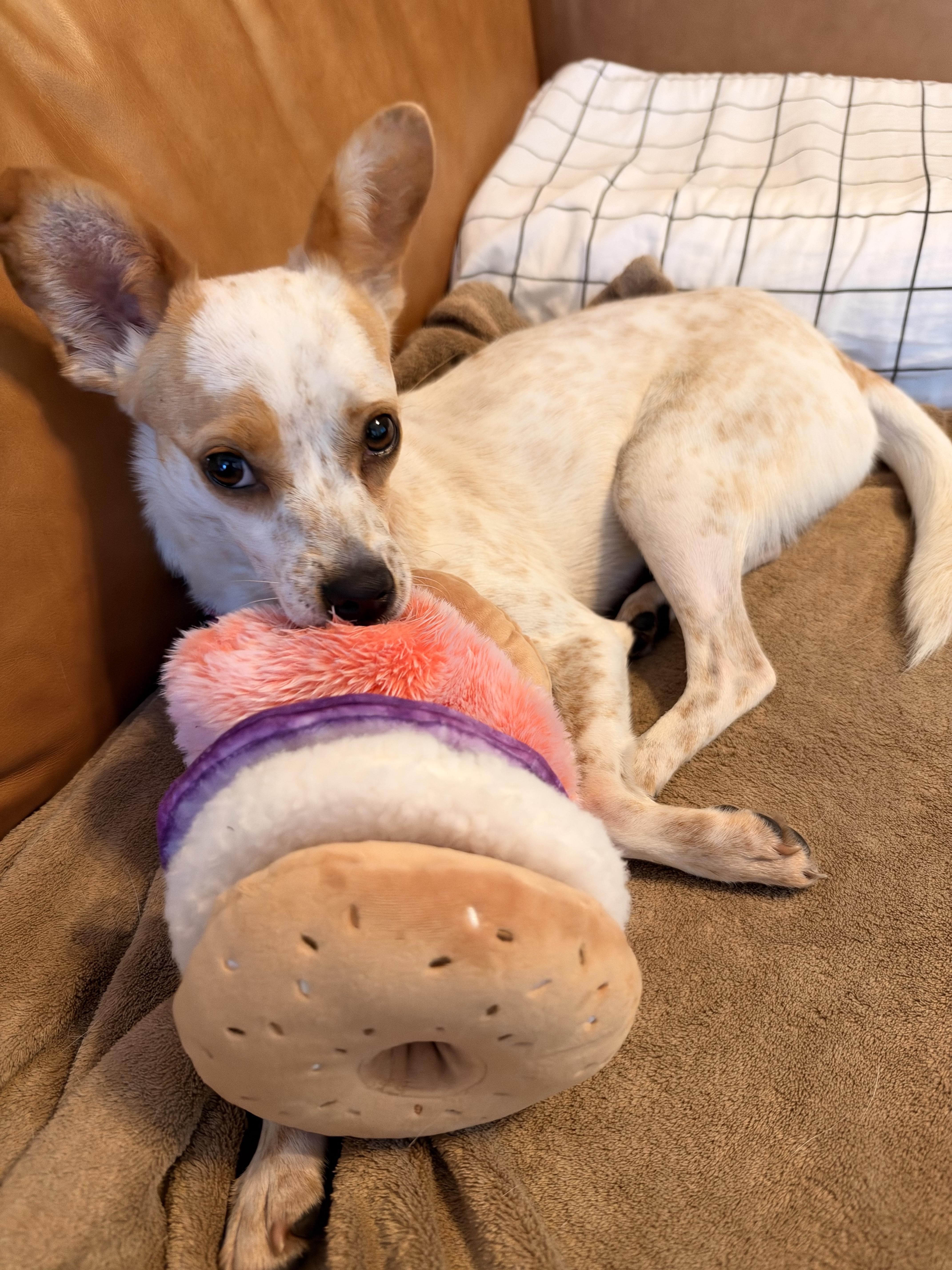 Enlarge Katya, a Adoptable Chihuahua in Brooklyn, NY image 3/4