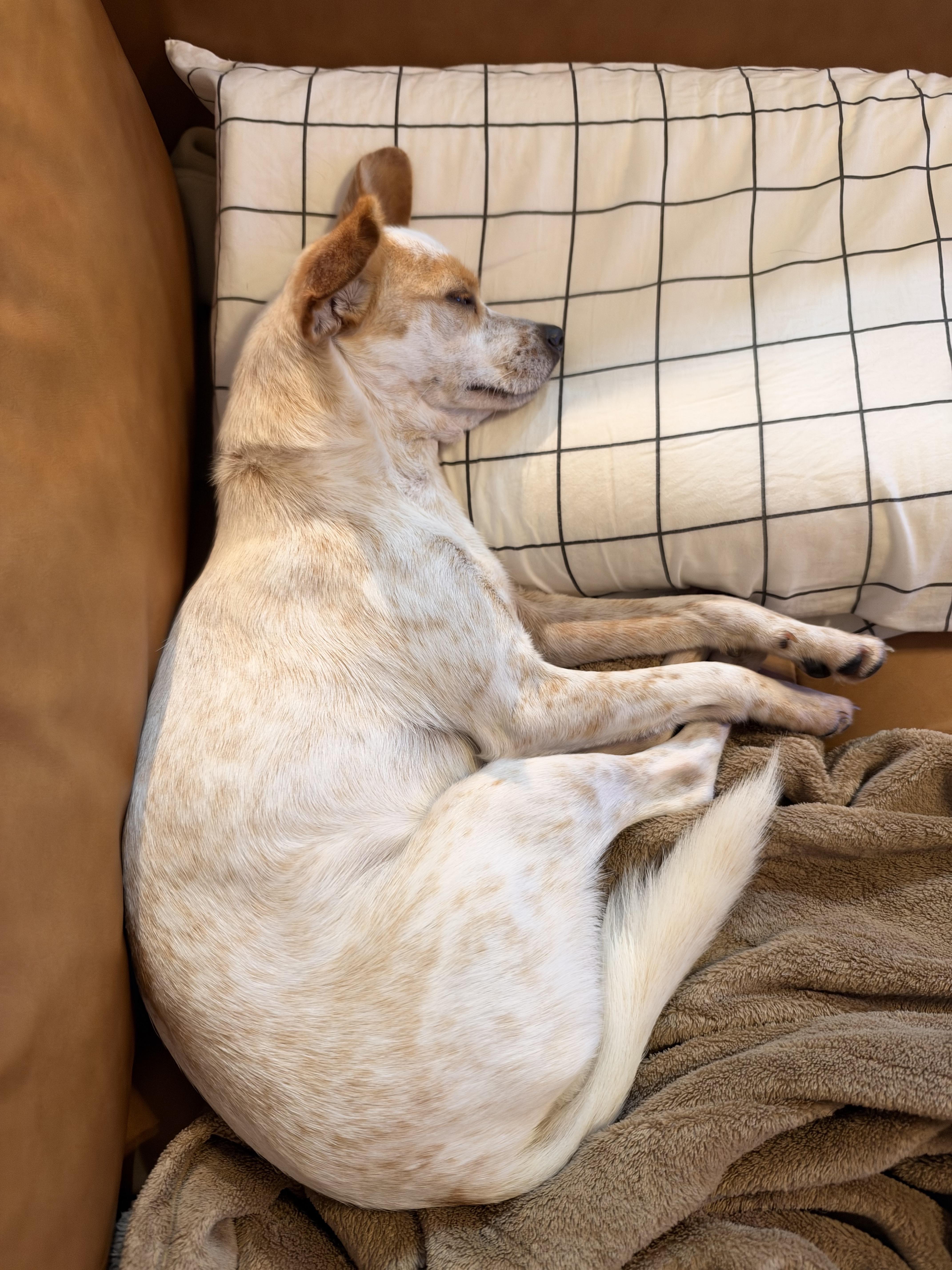 Enlarge Katya, a Adoptable Chihuahua in Brooklyn, NY image 4/4