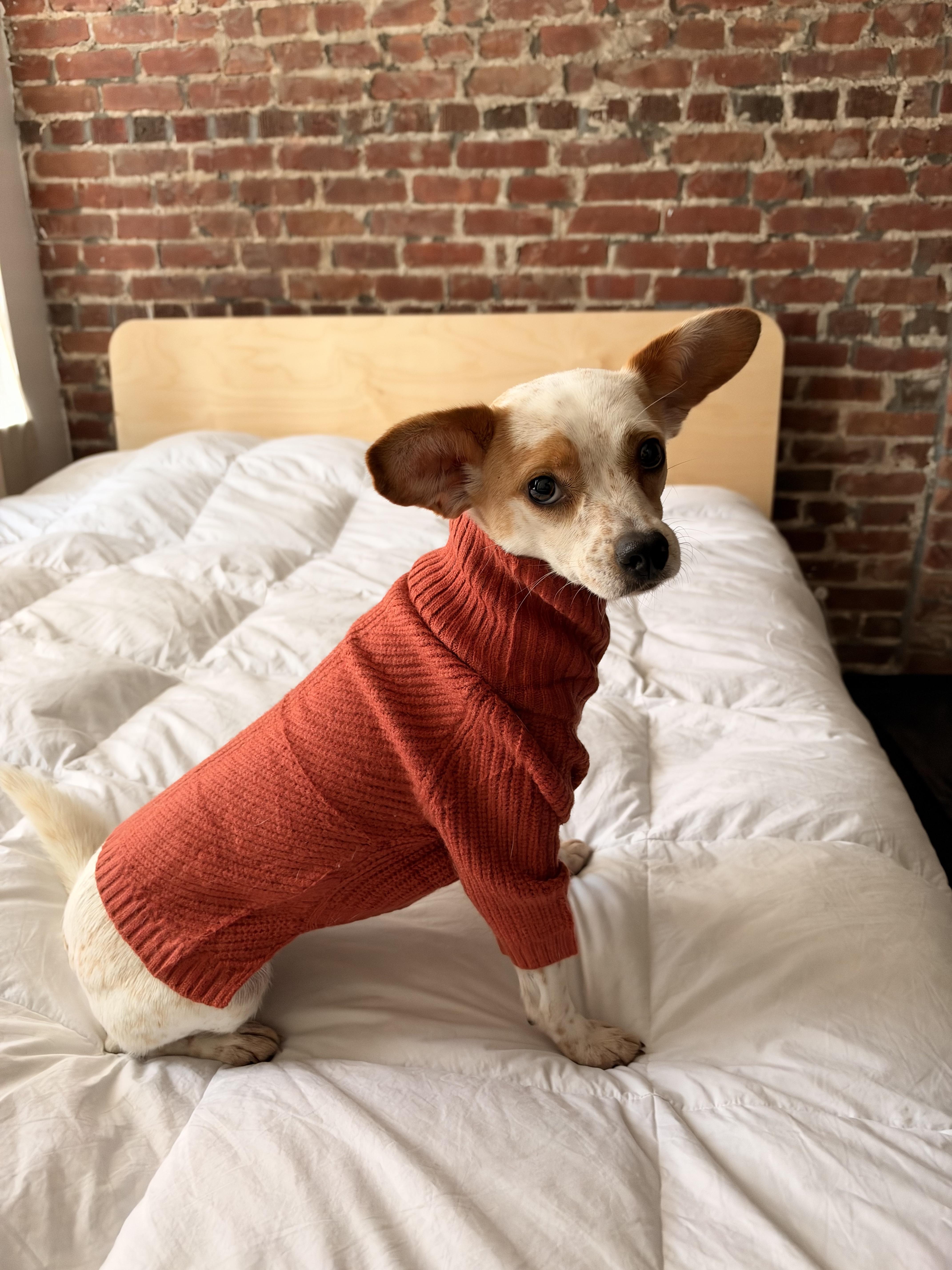 Katya, Adoptable, Adult Female Chihuahua.