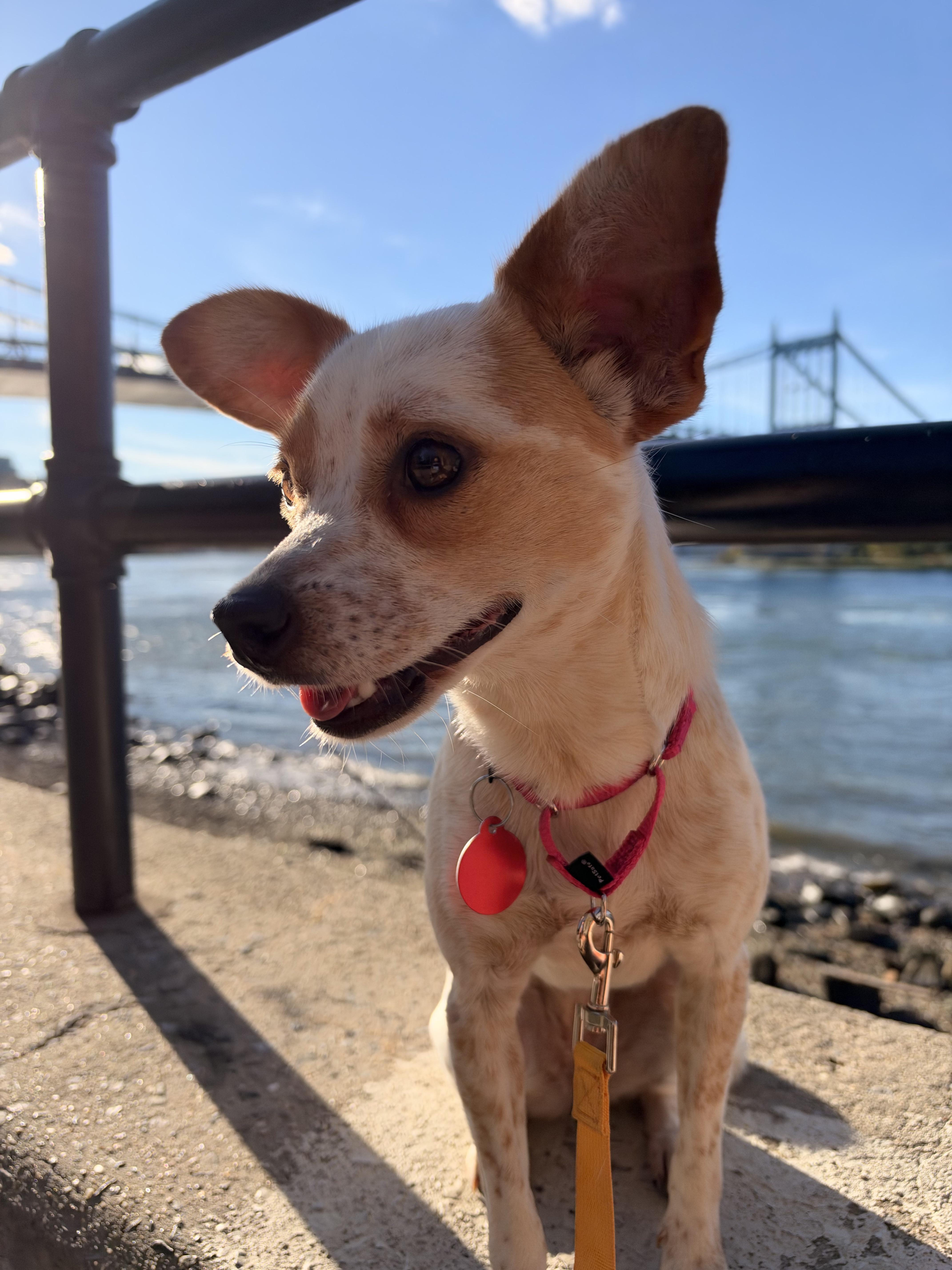 Enlarge Katya, a Adoptable Chihuahua in Brooklyn, NY image 2/4