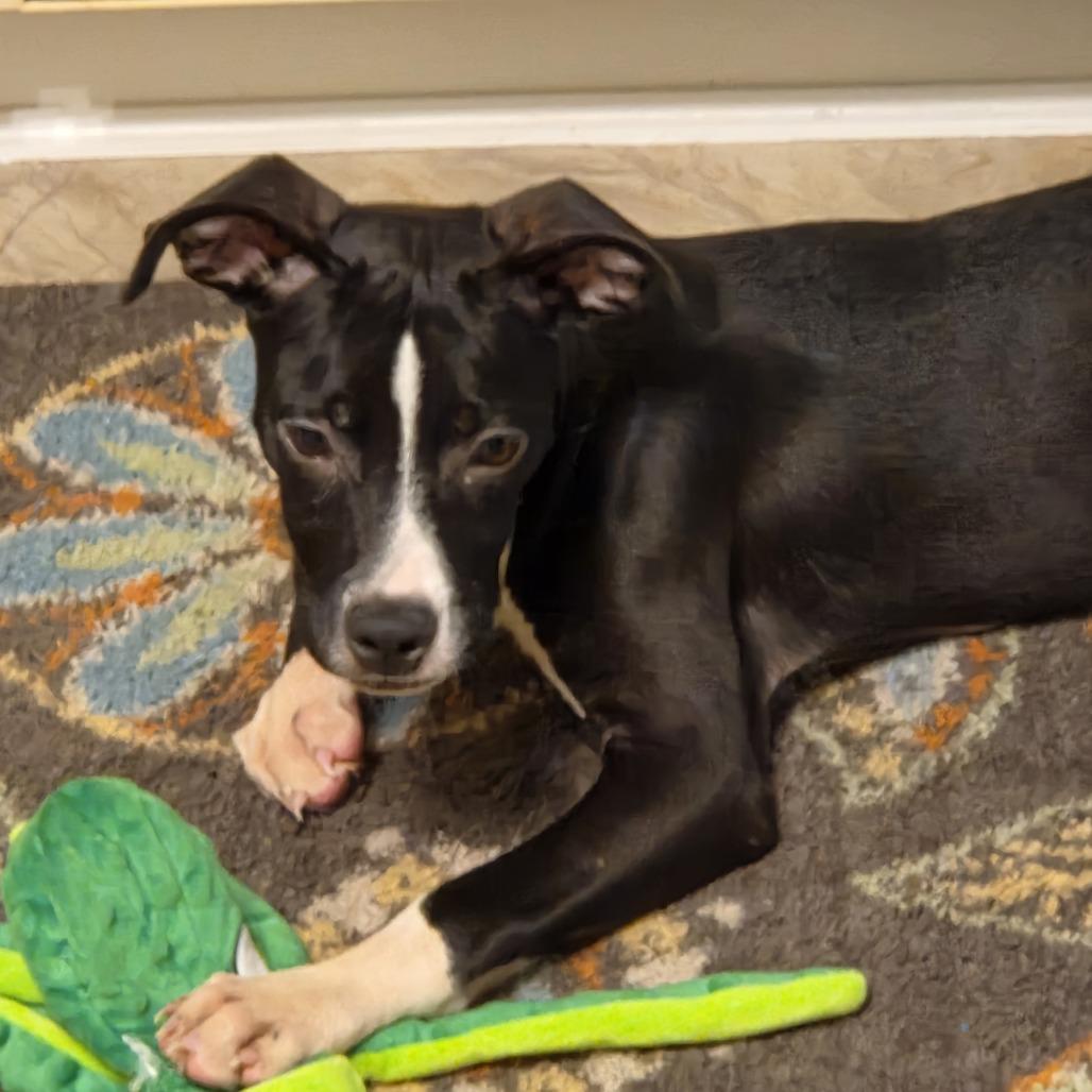 Enlarge Shelby, a Adoptable Mixed Breed in Morriston, FL image 1/1
