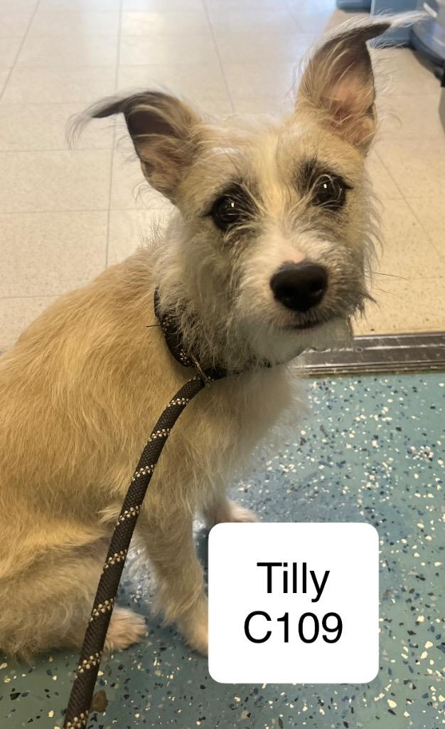 Tilly C109, Adoptable, Young Female Feist.