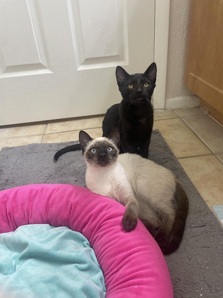 Sabrina (bonded with Stanley), Adoptable, Young Female Domestic Short Hair.