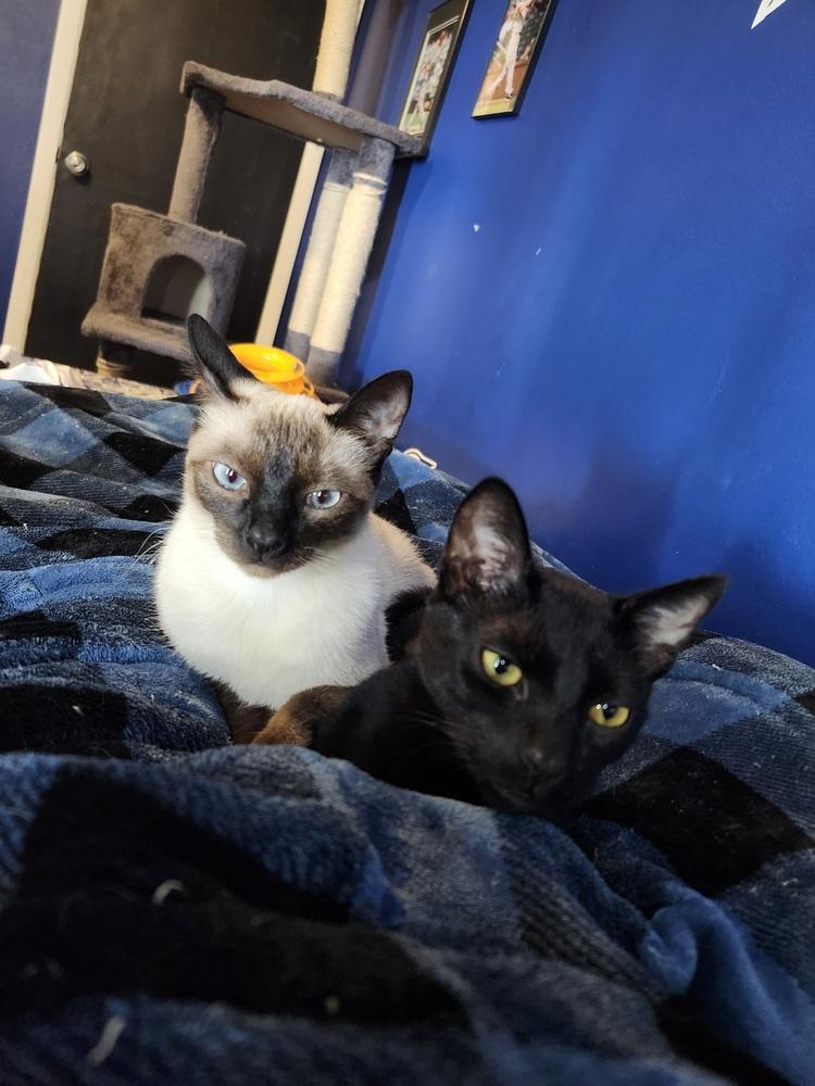 Enlarge Sabrina (bonded with Stanley), a Adoptable mixed breed in Brandon, FL image 2/6