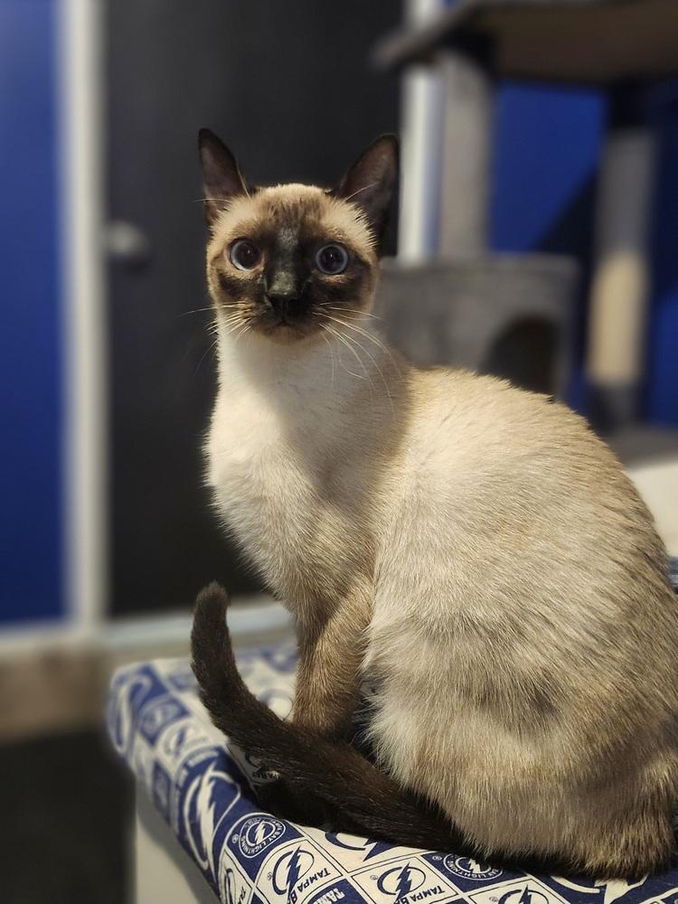 Enlarge Sabrina (bonded with Stanley), a Adoptable mixed breed in Brandon, FL image 3/6