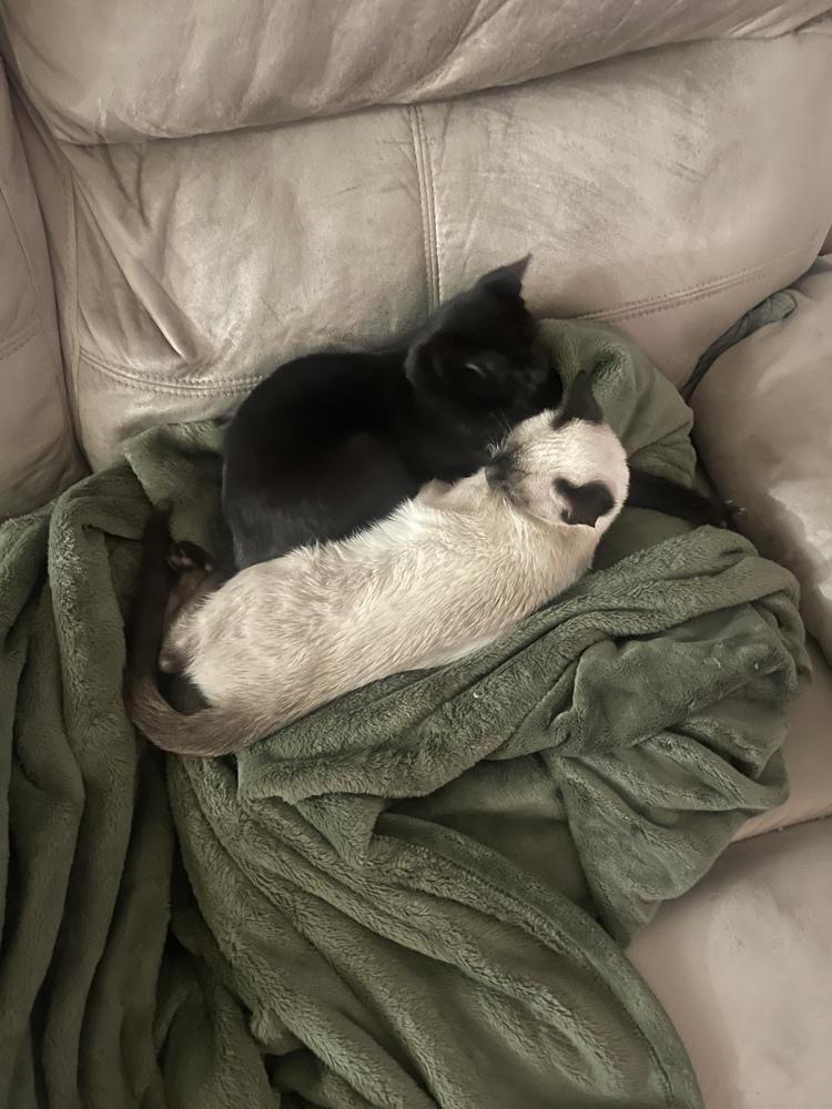 Enlarge Sabrina (bonded with Stanley), a Adoptable mixed breed in Brandon, FL image 4/6