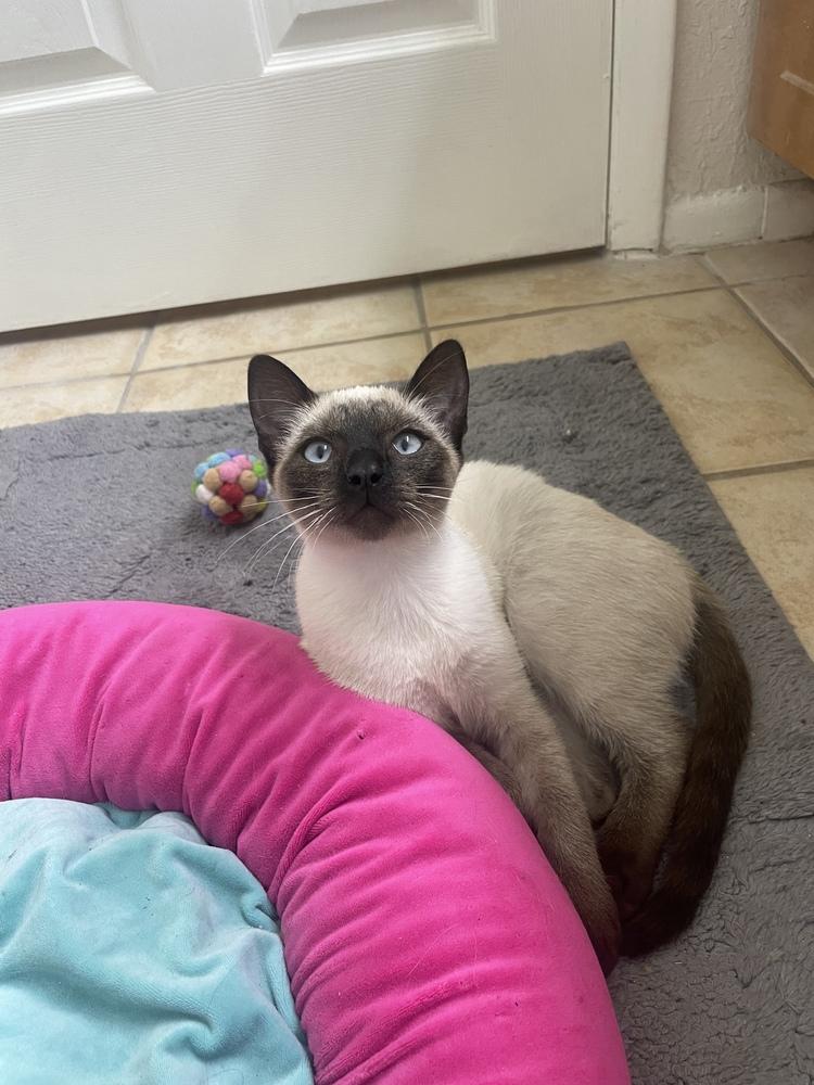 Enlarge Sabrina (bonded with Stanley), a Adoptable mixed breed in Brandon, FL image 5/6