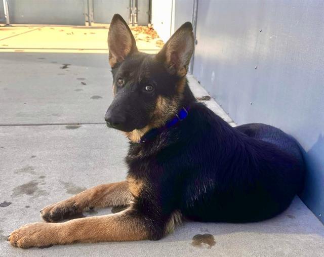 MISTLETOE BEAN, Adoptable, Young Male German Shepherd Dog.