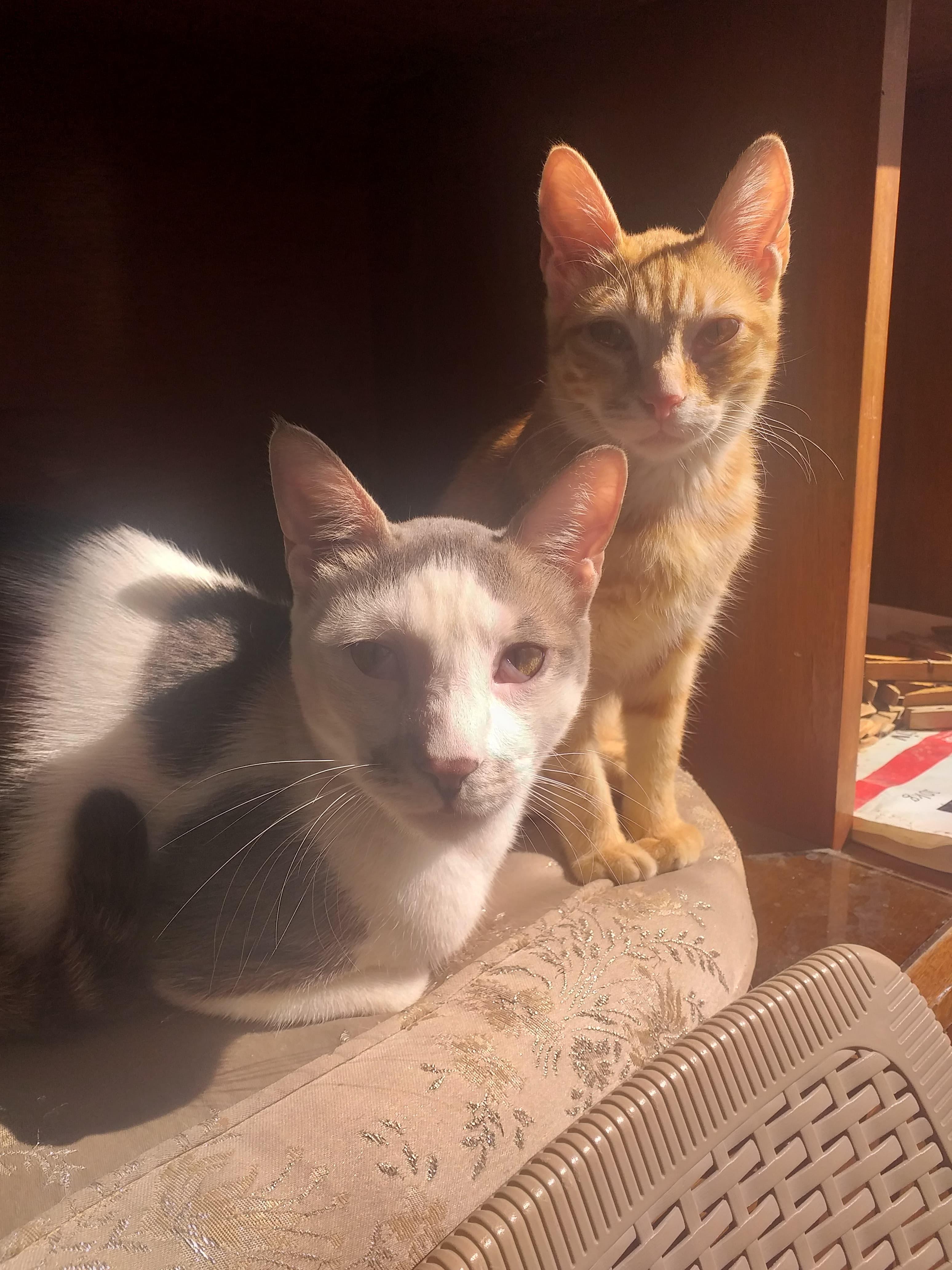 Enlarge Jojo, Milo & Mila, a Adoptable Domestic Short Hair in Brampton, ON image 1/6