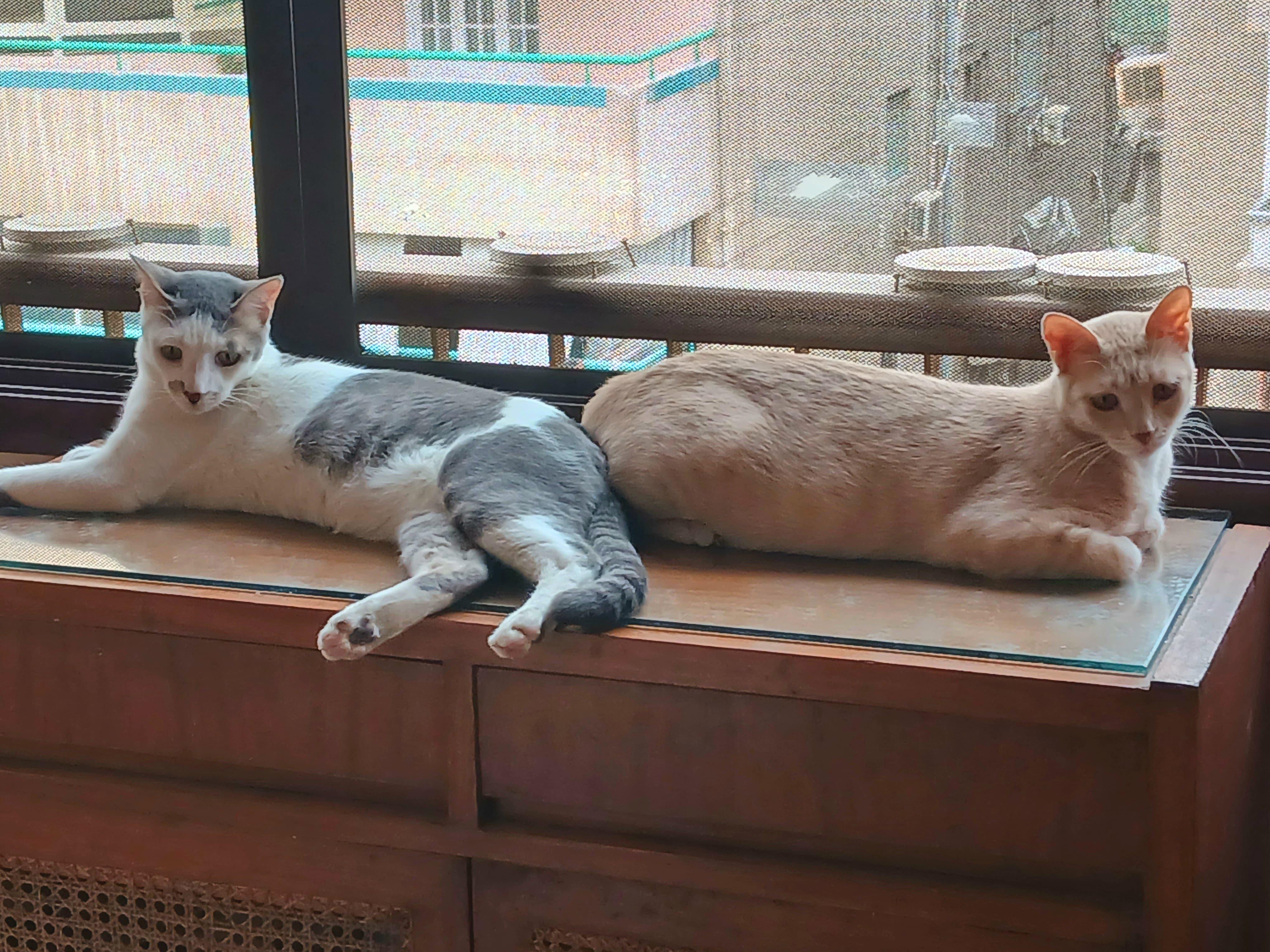 Enlarge Jojo, Milo & Mila, a Adoptable Domestic Short Hair in Brampton, ON image 2/6