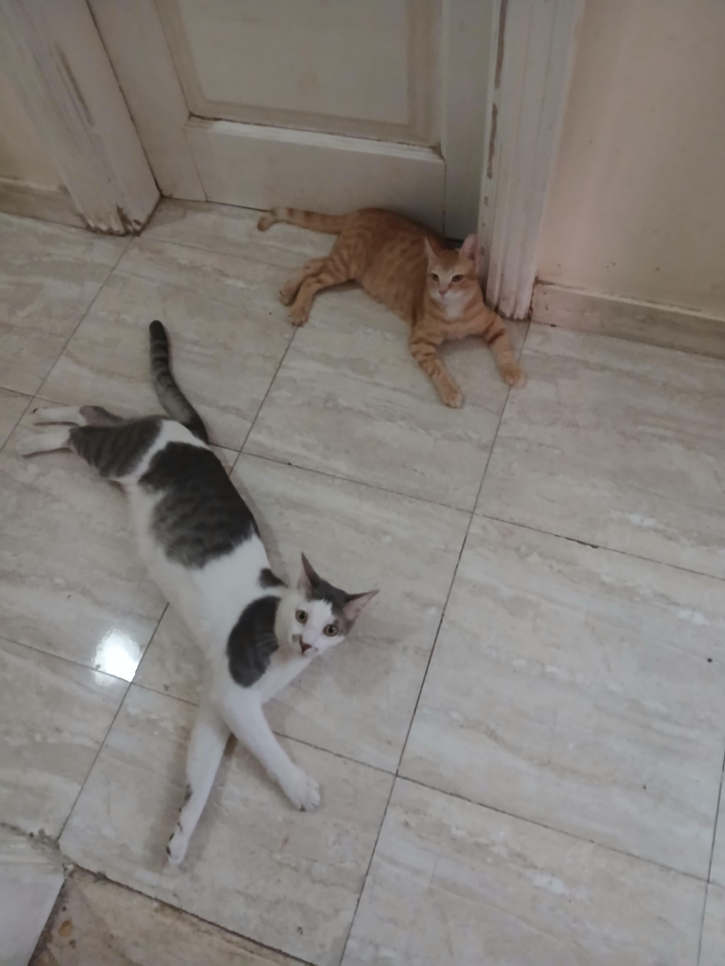 Enlarge Jojo, Milo & Mila, a Adoptable Domestic Short Hair in Brampton, ON image 3/6