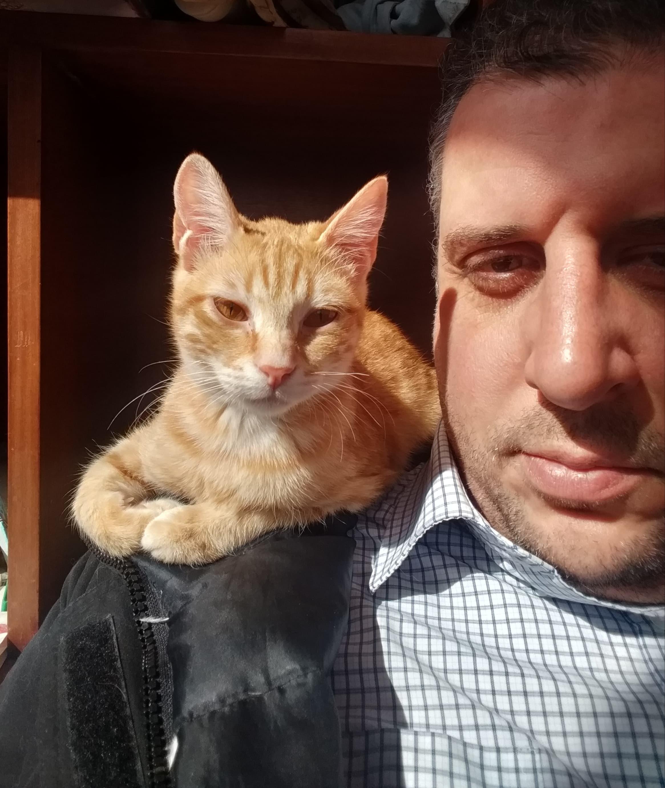 Enlarge Jojo, Milo & Mila, a Adoptable Domestic Short Hair in Brampton, ON image 4/6