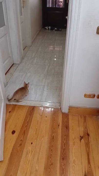 Enlarge Jojo, Milo & Mila, a Adoptable Domestic Short Hair in Brampton, ON video 5/6