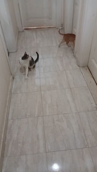 Enlarge Jojo, Milo & Mila, a Adoptable Domestic Short Hair in Brampton, ON video 6/6