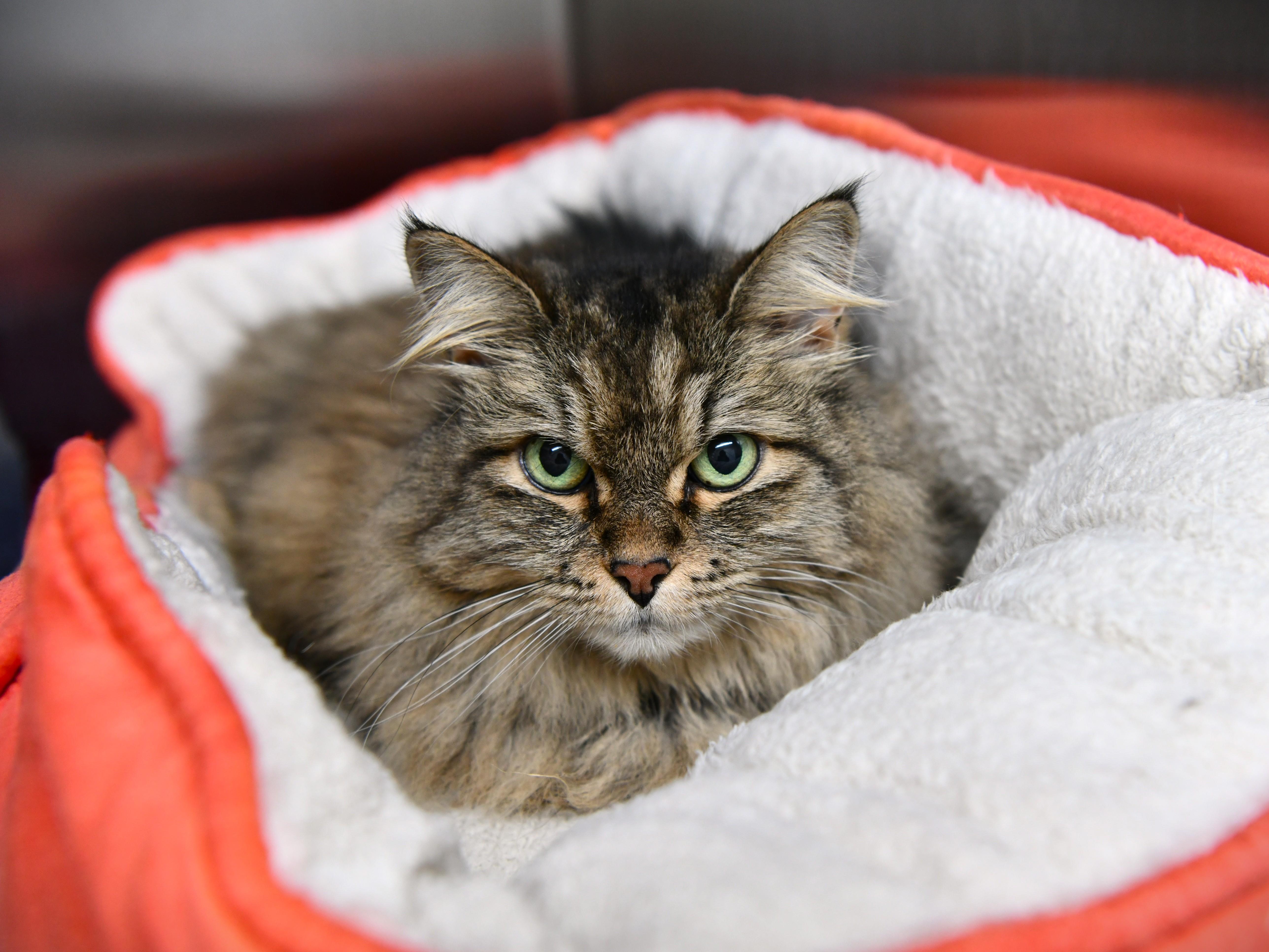 Annie, adopted, Adult Female Domestic Long Hair.