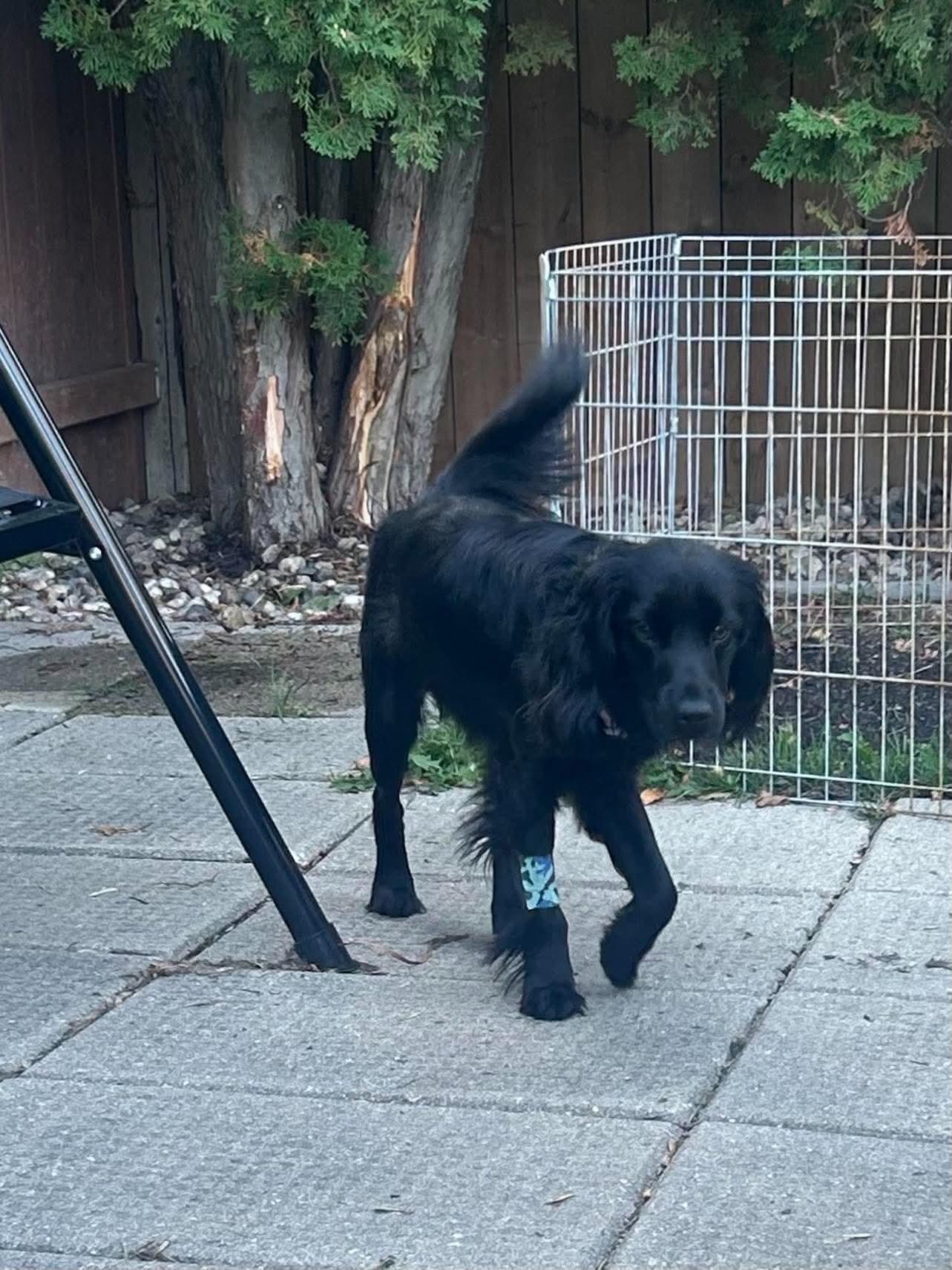 Enlarge Murphy, a Adoption Pending mixed breed in Winnipeg, MB image 3/4