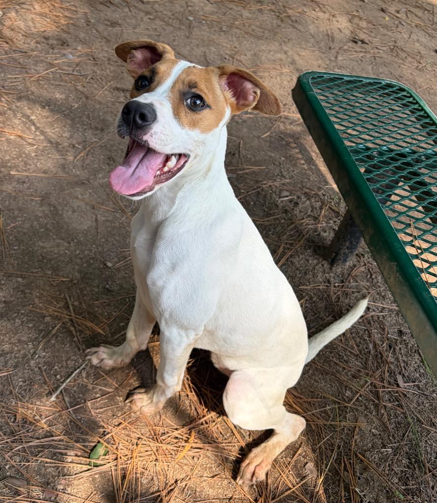 Enlarge Delilah, a Adoptable mixed breed in Little Rock, AR image 1/1