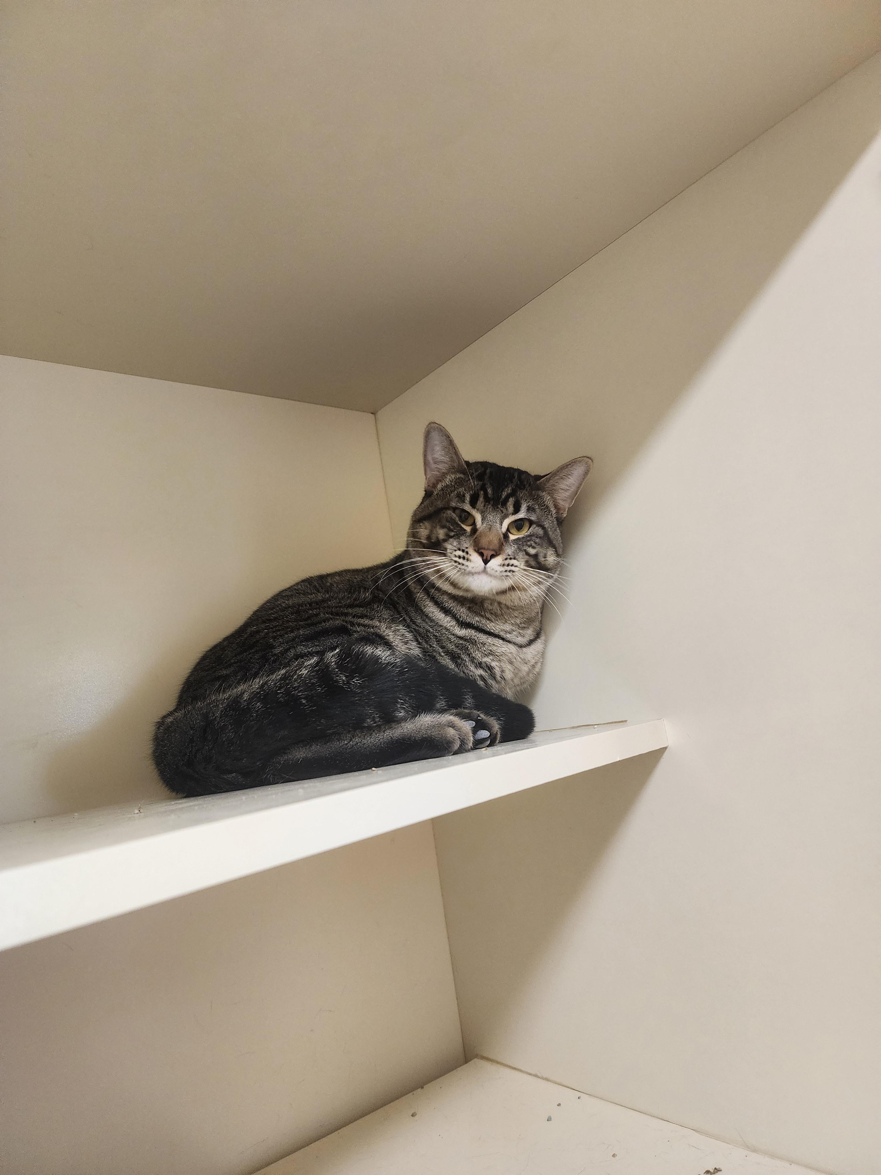 Enlarge KC25-104C, a ADOPTABLE Domestic Short Hair in Ridgecrest, CA image 1/1