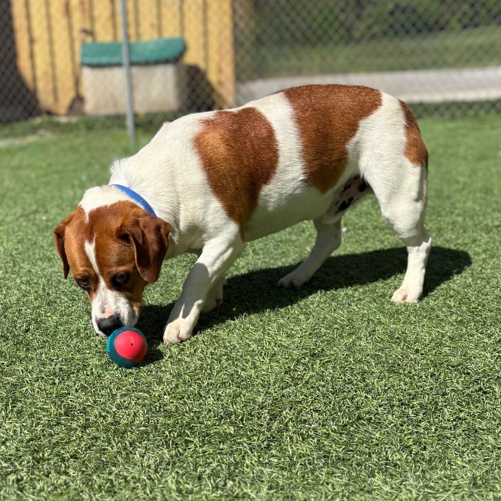 Petey, Adoptable, Adult Male Beagle & Mixed Breed.