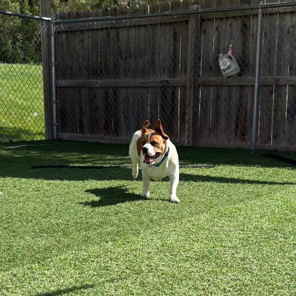 Enlarge Petey, a Adoptable mixed breed in Batavia, OH image 2/6