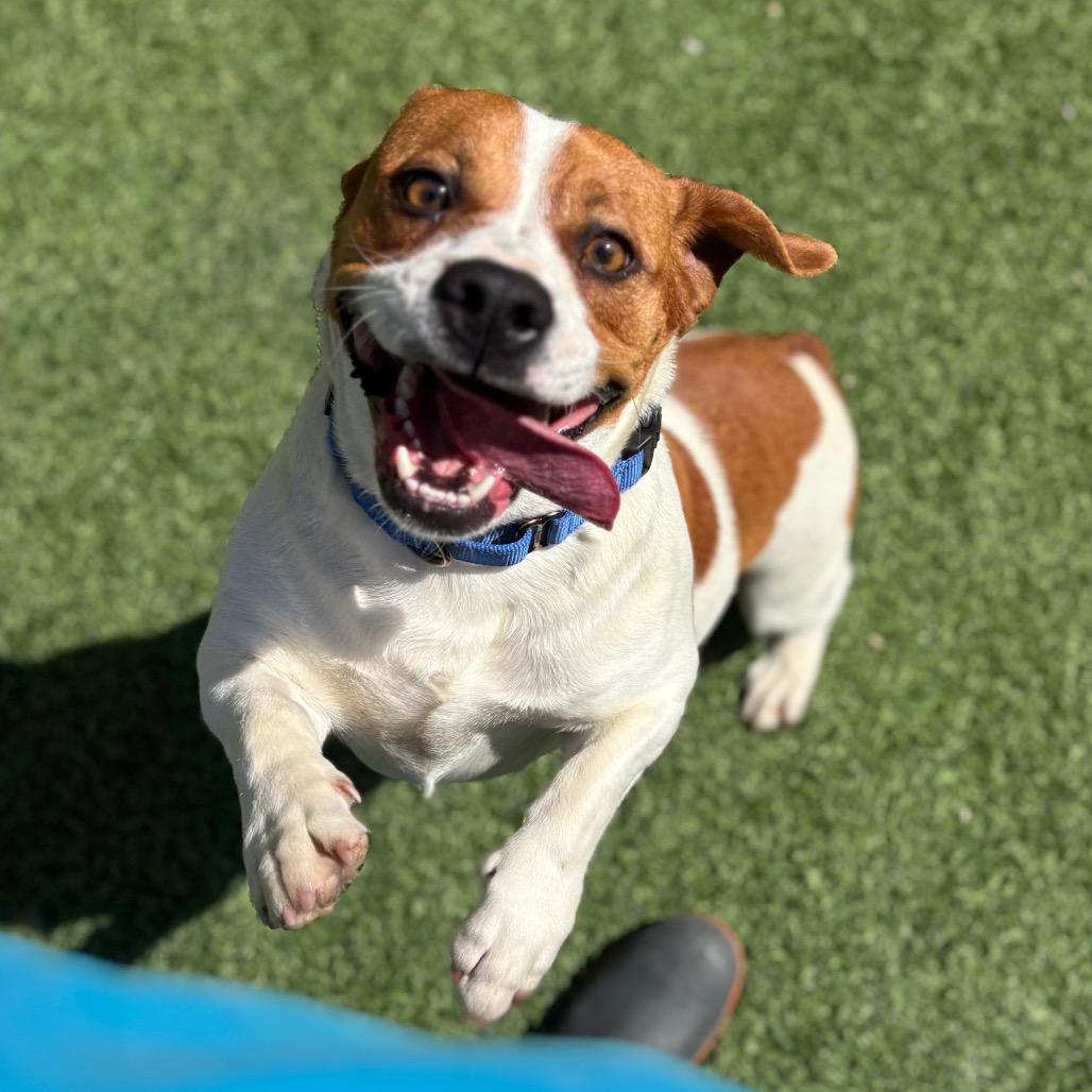 Enlarge Petey, a Adoptable mixed breed in Batavia, OH image 3/6