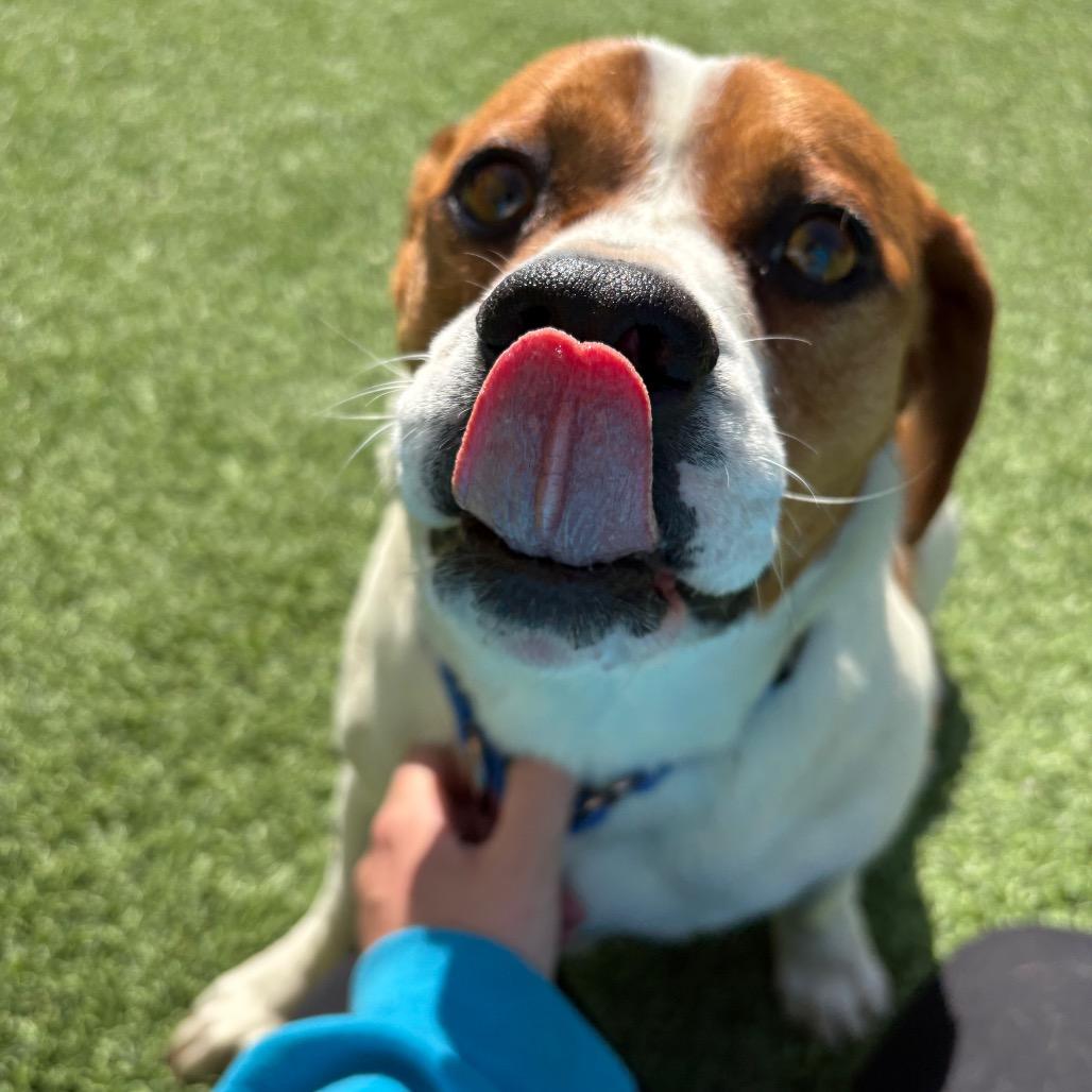 Enlarge Petey, a Adoptable mixed breed in Batavia, OH image 4/6