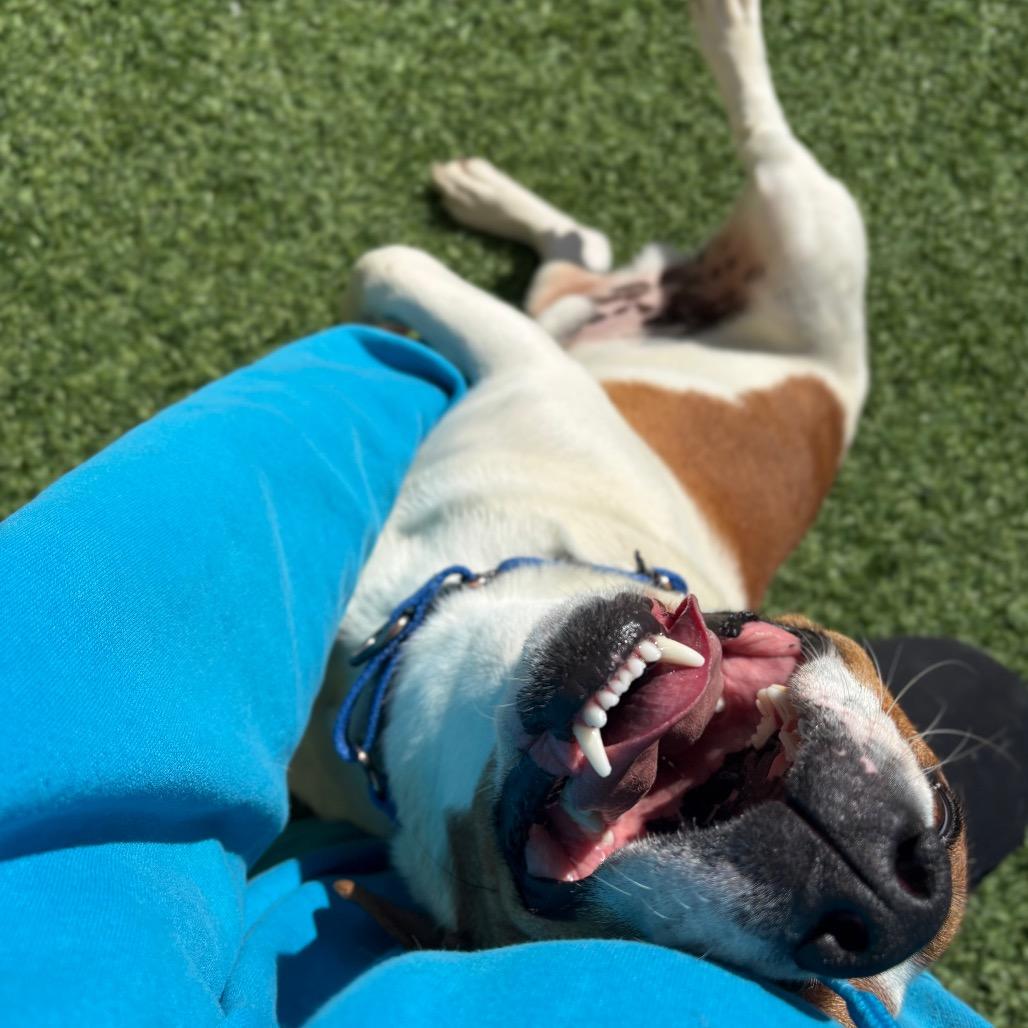 Enlarge Petey, a Adoptable mixed breed in Batavia, OH image 5/6