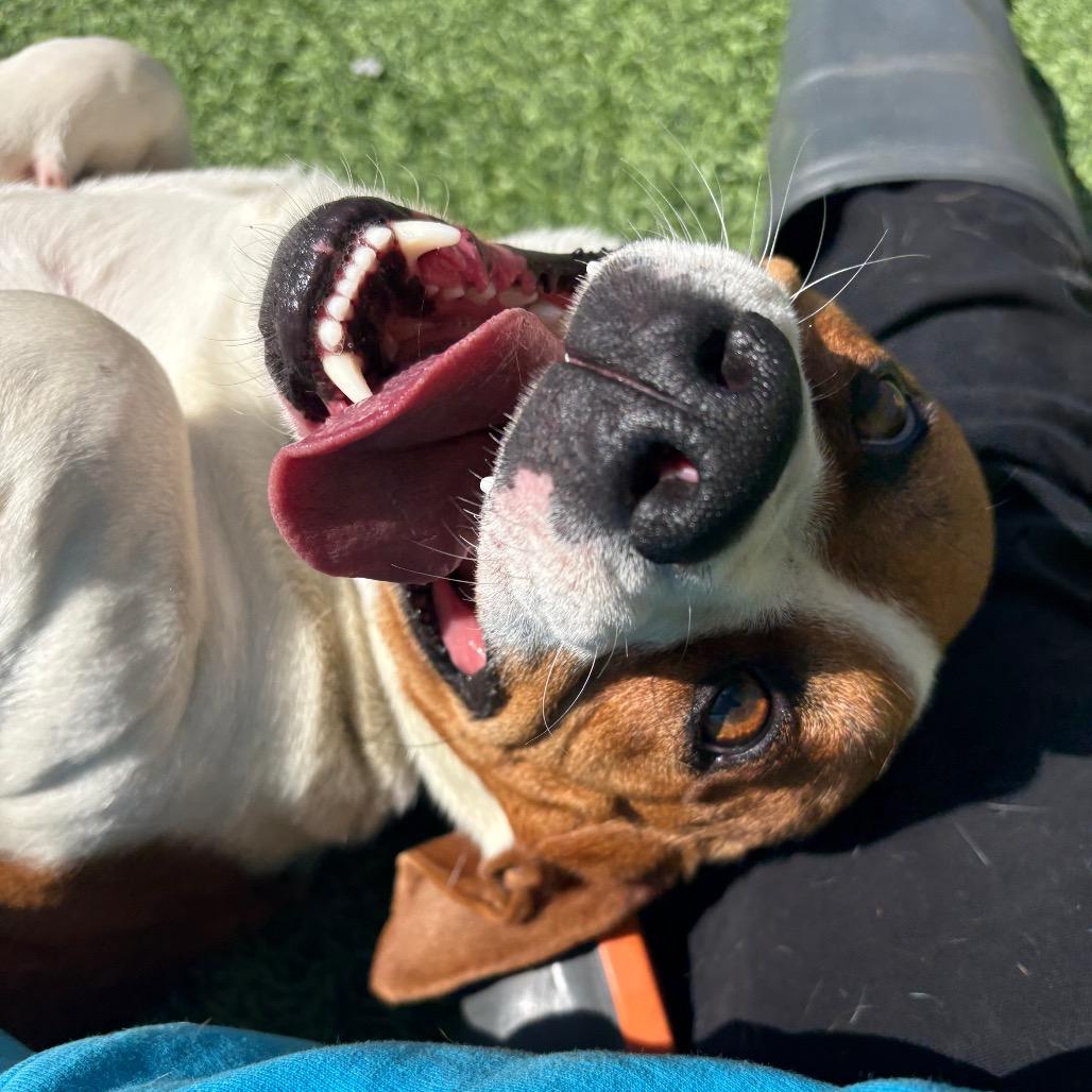 Enlarge Petey, a Adoptable mixed breed in Batavia, OH image 6/6