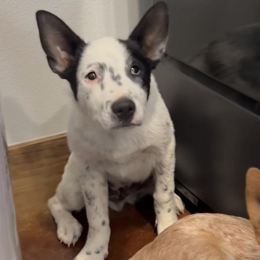 Dusty, Adoptable, Puppy Male Cattle Dog.