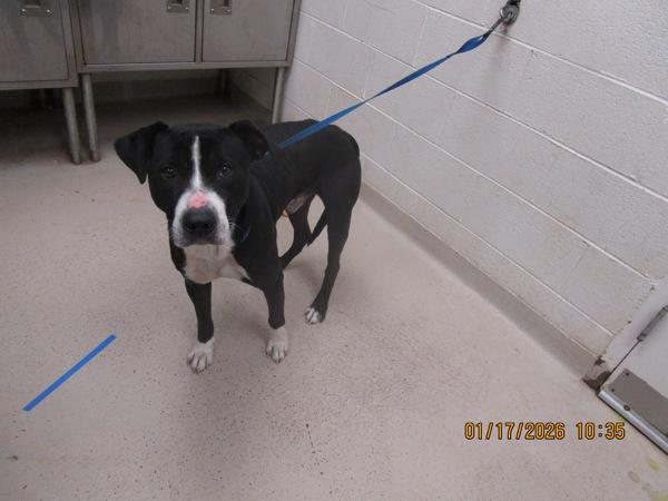 Enlarge Link (46), a Adoptable mixed breed in Marietta, GA image 1/2