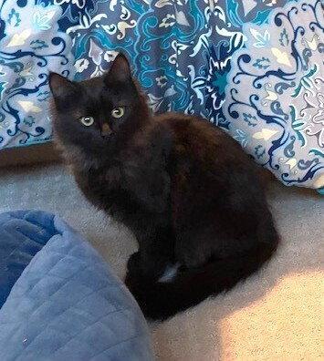 zz-Little Kitten, Adoptable, Kitten Male Domestic Medium Hair.